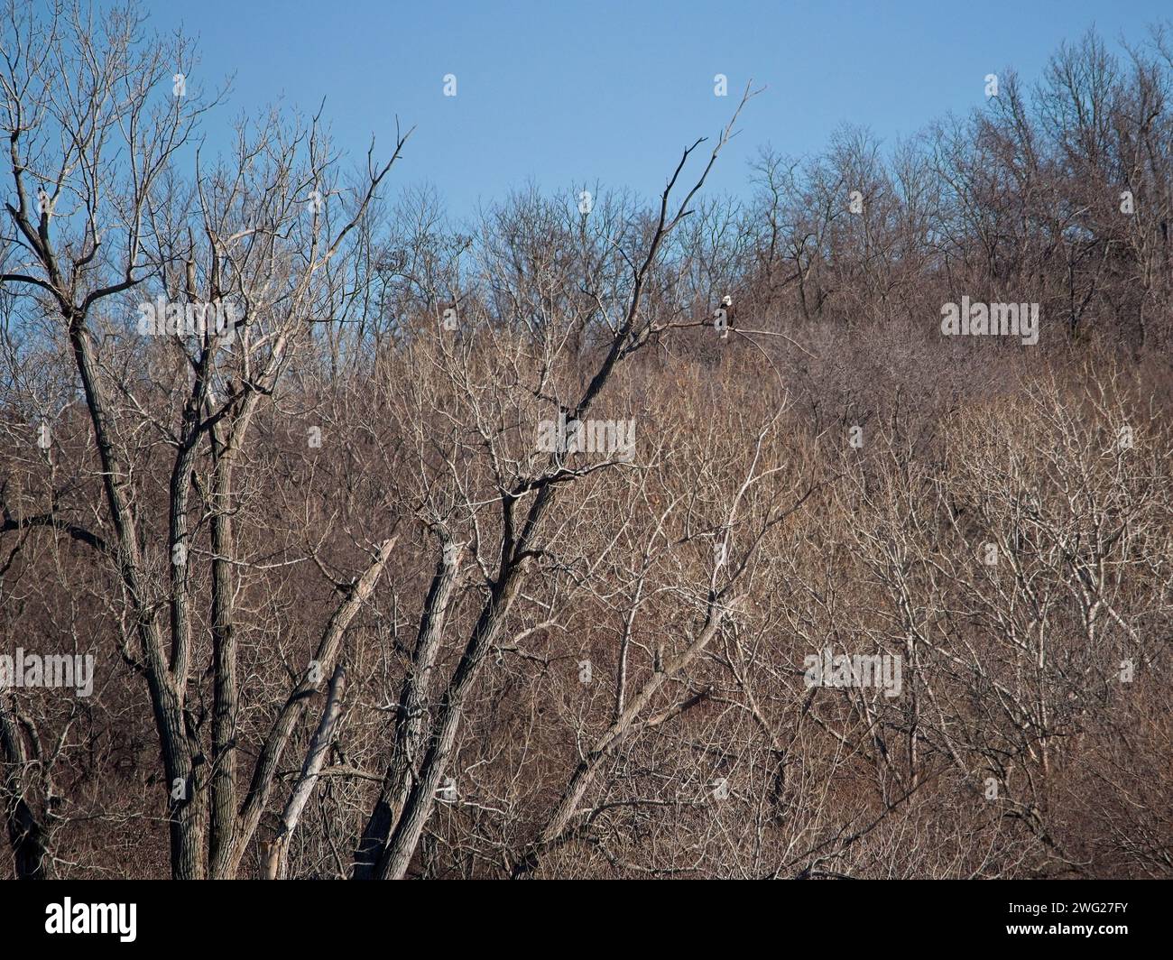 Migration de l'aigle à tête blanche à travers la réserve naturelle nationale de Loess Bluffs dans le comté de Holt, Missouri Banque D'Images