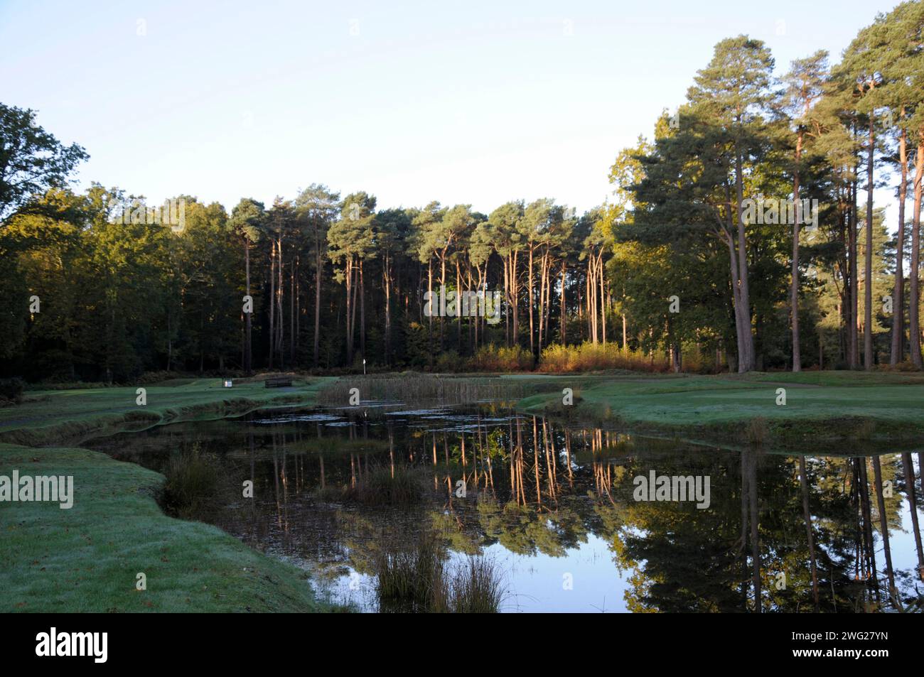 Tôt le matin vue sur l'étang à côté de 16th Green à 15th Green, Woking Golf Club ; Woking ; Surrey ; Angleterre. Banque D'Images