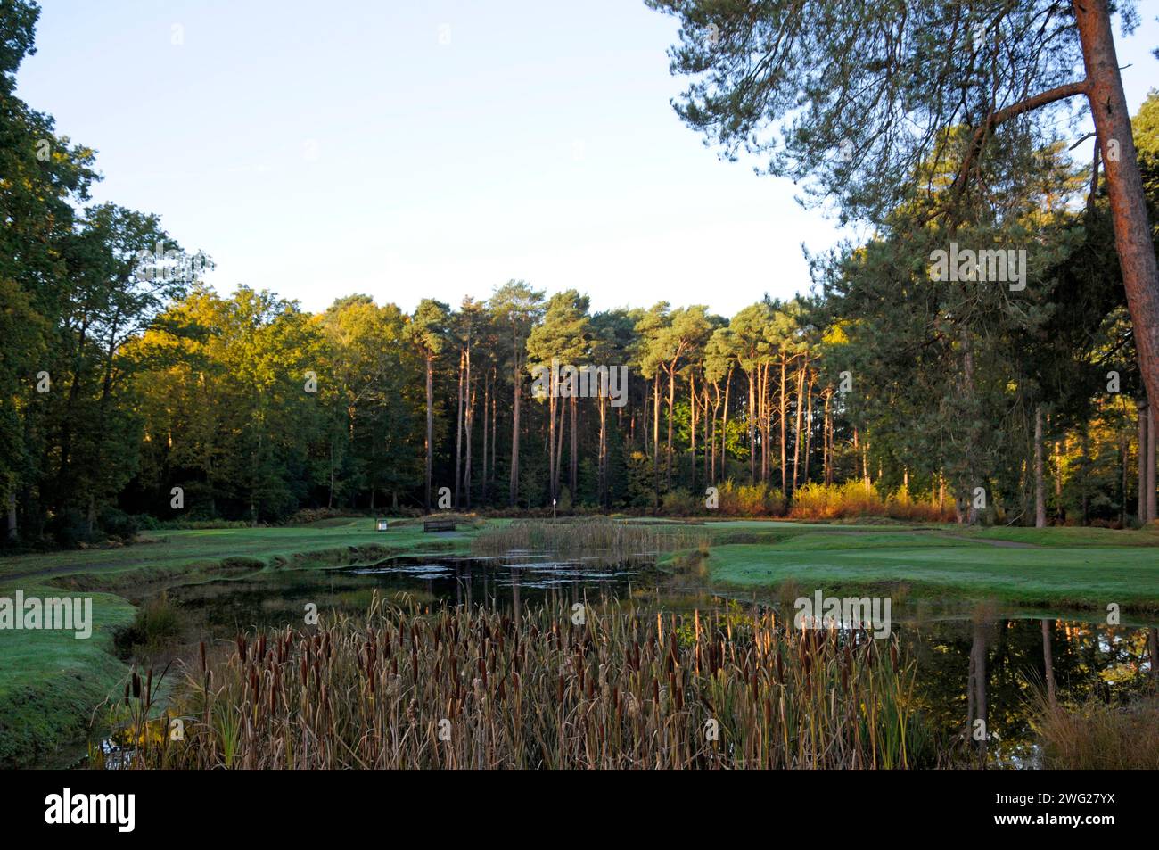 Tôt le matin vue sur l'étang à côté de 16th Green à 15th Green, Woking Golf Club ; Woking ; Surrey ; Angleterre. Banque D'Images