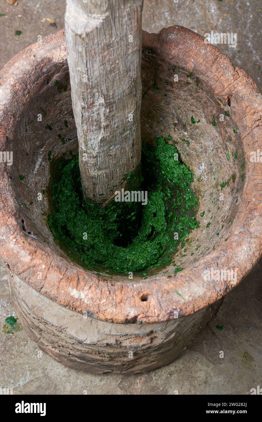 préparer des feuilles de manioc plat en broyant les feuilles de manière traditionnelle avec du mortier et pilon, aka manioc, yuca ou arrowroot brésilien, populaire pour riche Banque D'Images