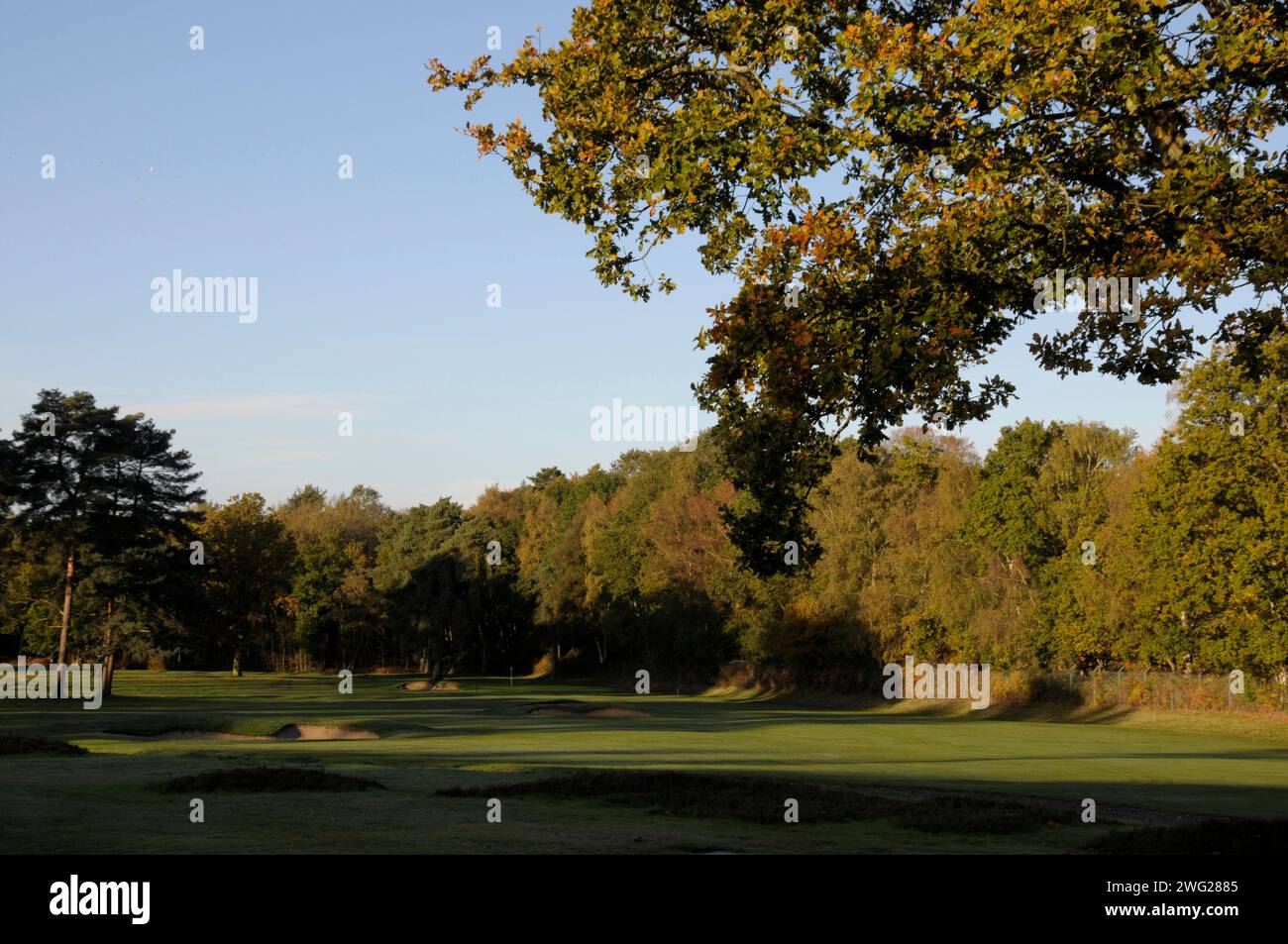 Vue tôt le matin de sous l'arbre d'automne au 4ème trou avec bunkers, Woking Golf Club ; Woking ; Surrey ; Angleterre. Banque D'Images