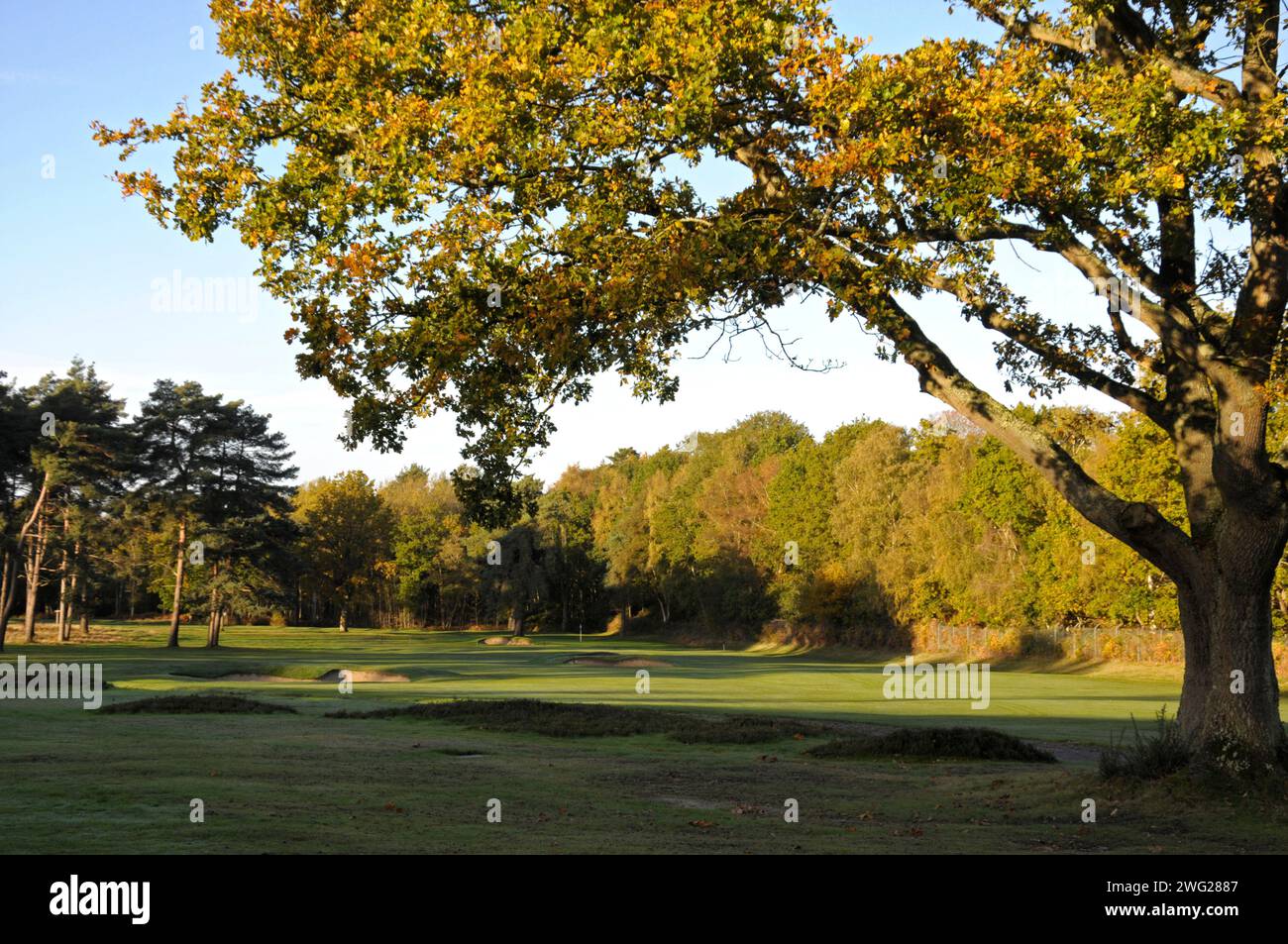 Vue tôt le matin de sous l'arbre d'automne au 4ème trou avec bunkers, Woking Golf Club ; Woking ; Surrey ; Angleterre. Banque D'Images