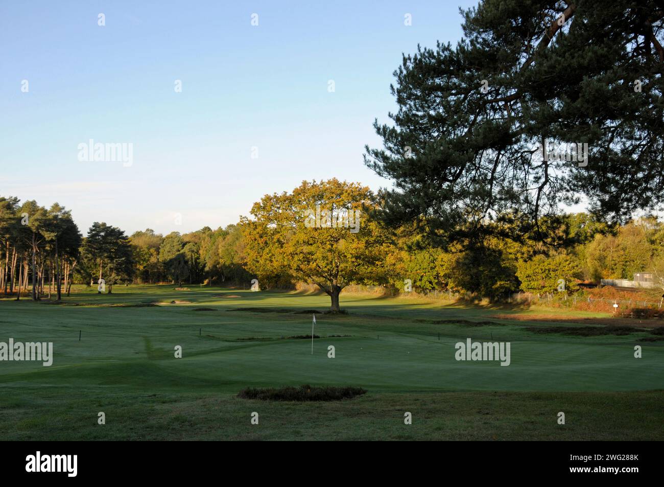 Vue tôt le matin sur le 3ème Green au 4ème trou avec bunkers, Woking Golf Club ; Woking ; Surrey ; Angleterre. Banque D'Images