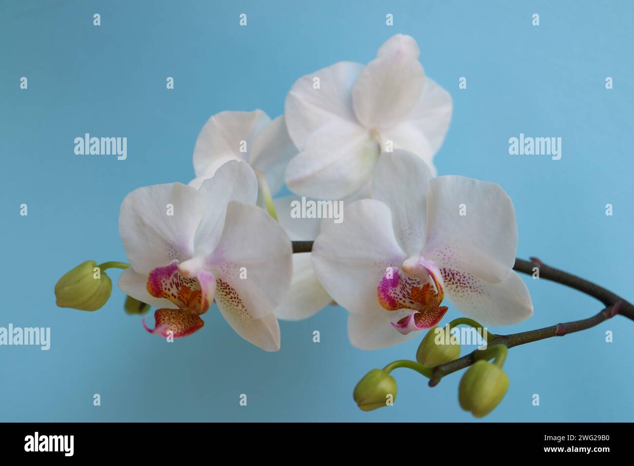 Orchidée blanche avec des pétales et des bourgeons délicats, orchidée blanche avec des motifs rouges et jaunes dans les pétales centraux, fleurs sur fond bleu macro, beauté Banque D'Images