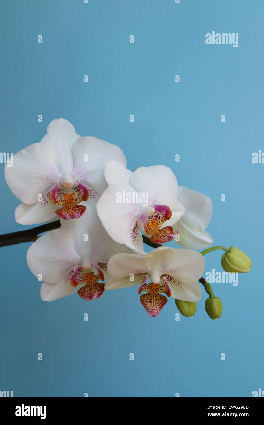 Orchidée blanche avec des pétales et des bourgeons délicats, orchidée blanche avec des motifs rouges et jaunes dans les pétales centraux, fleurs sur fond bleu macro, beauté Banque D'Images