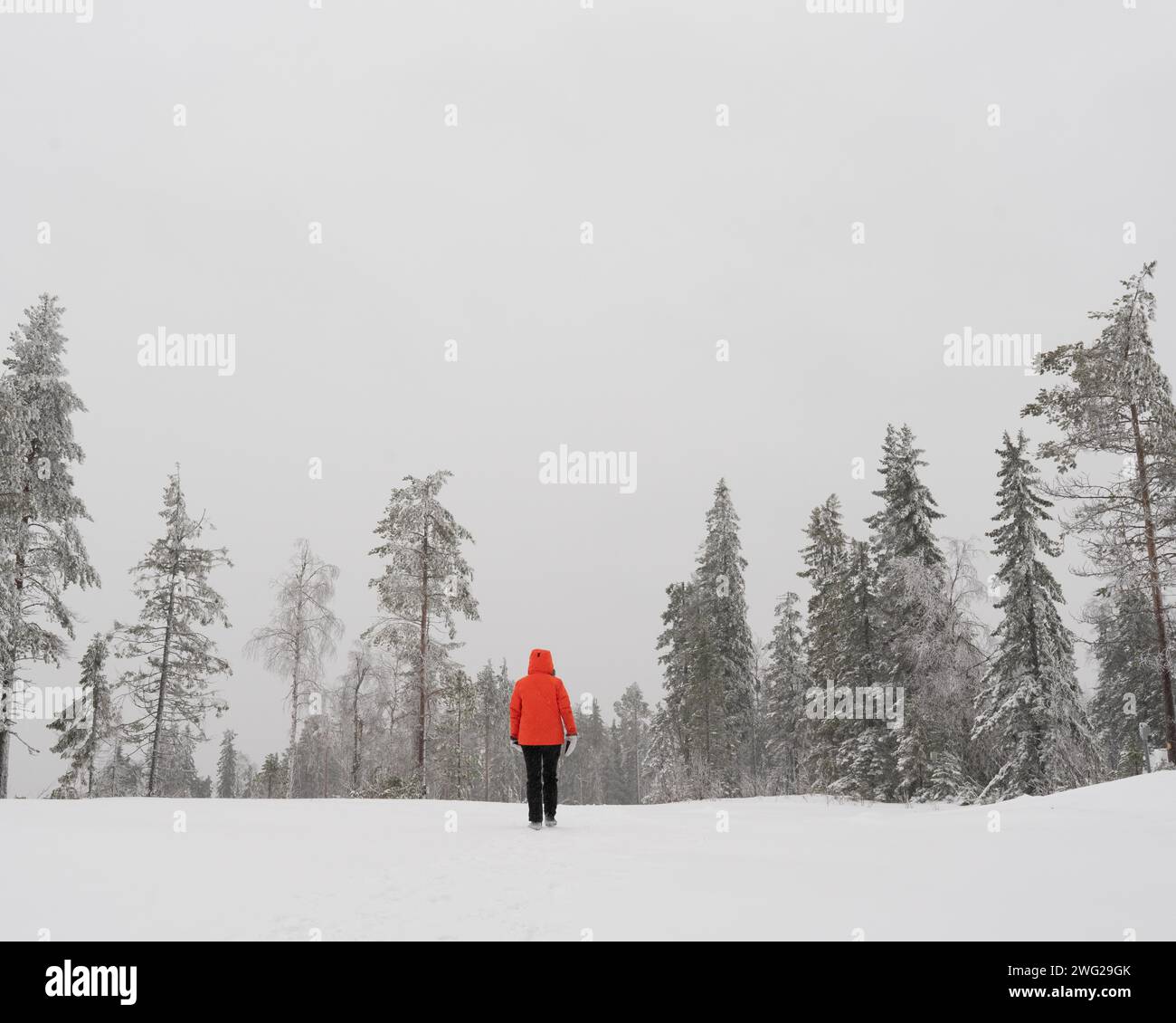 Une figure solitaire marche à travers un paysage enneigé et une forêt à Paltamo, en Finlande. Banque D'Images