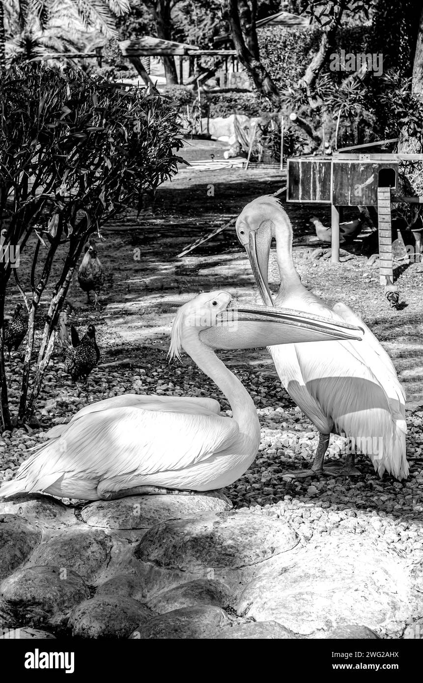 Pelicans au parc animalier Al Areen, Bahreïn Banque D'Images