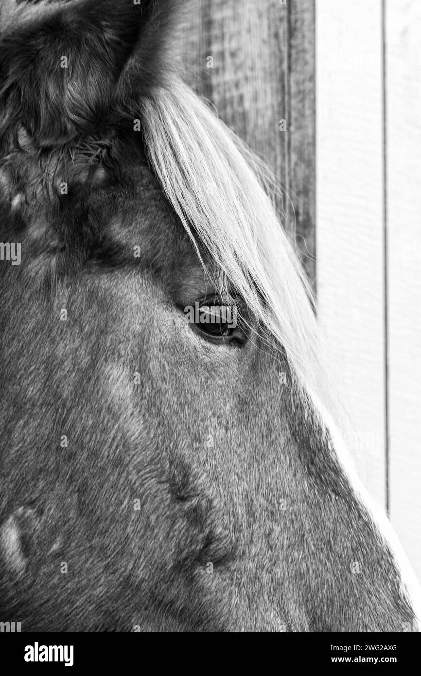 Un gros plan d'un cheval de trait belge (Equus ferus caballus) révèle sa crinière jaune, son pelage brun rougeâtre et ses yeux bruns. Banque D'Images