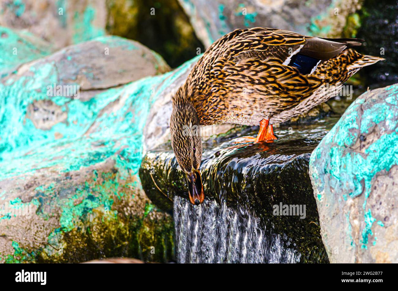 Canard au parc animalier Al Areen, Bahreïn Banque D'Images