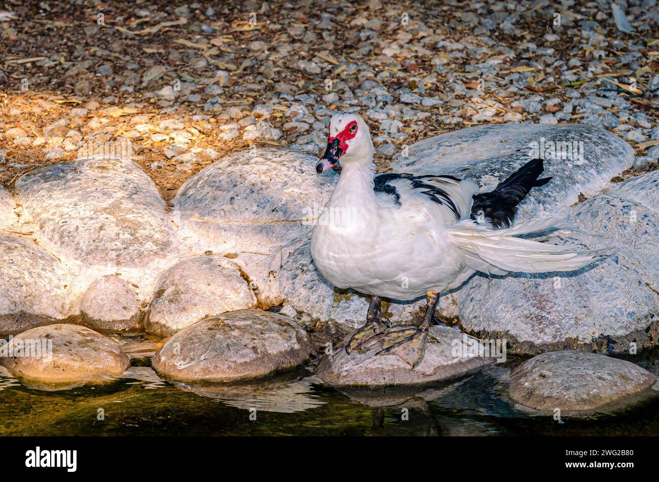 Canard au parc animalier Al Areen, Bahreïn Banque D'Images