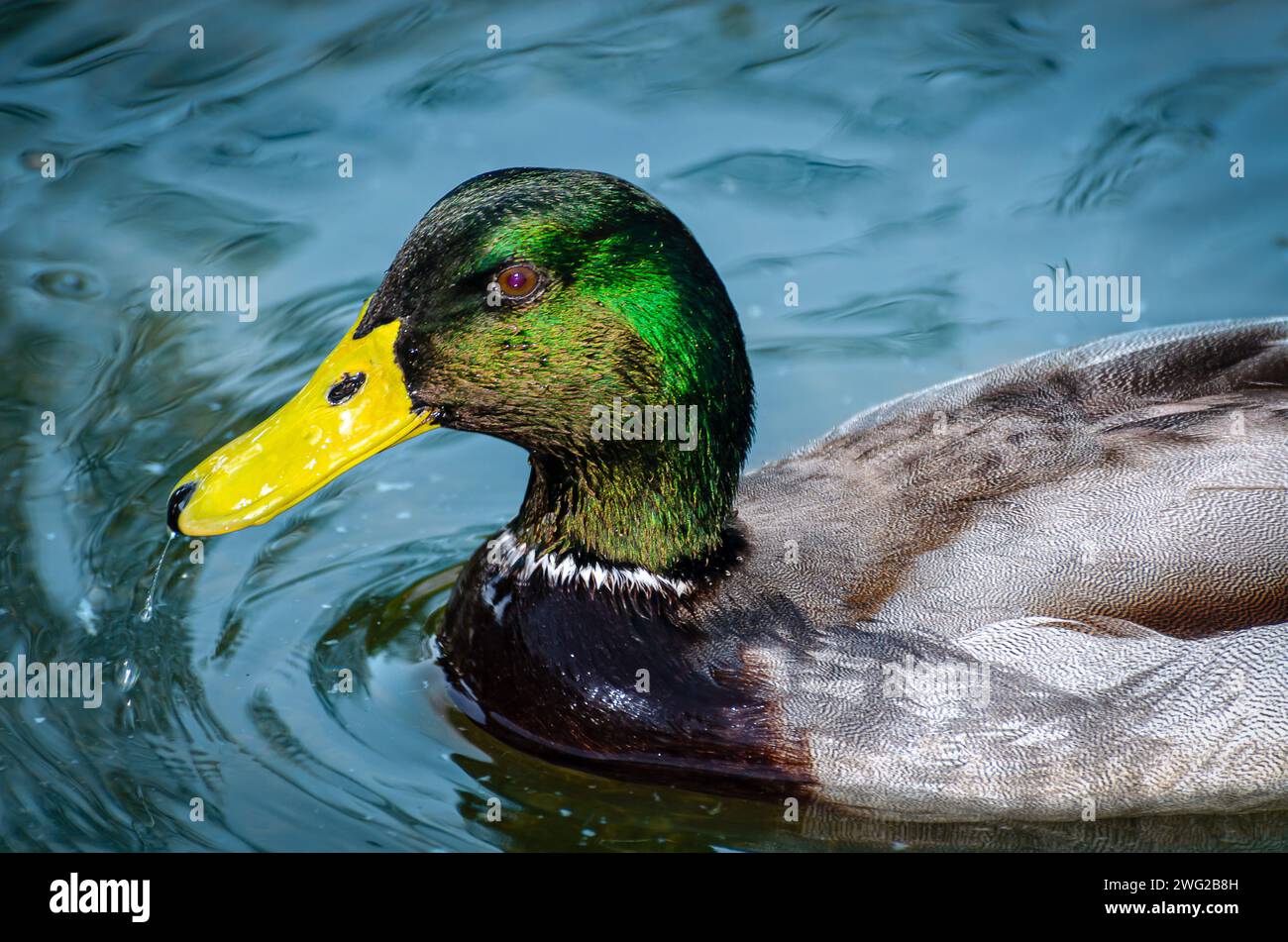 Canard au parc animalier Al Areen, Bahreïn Banque D'Images