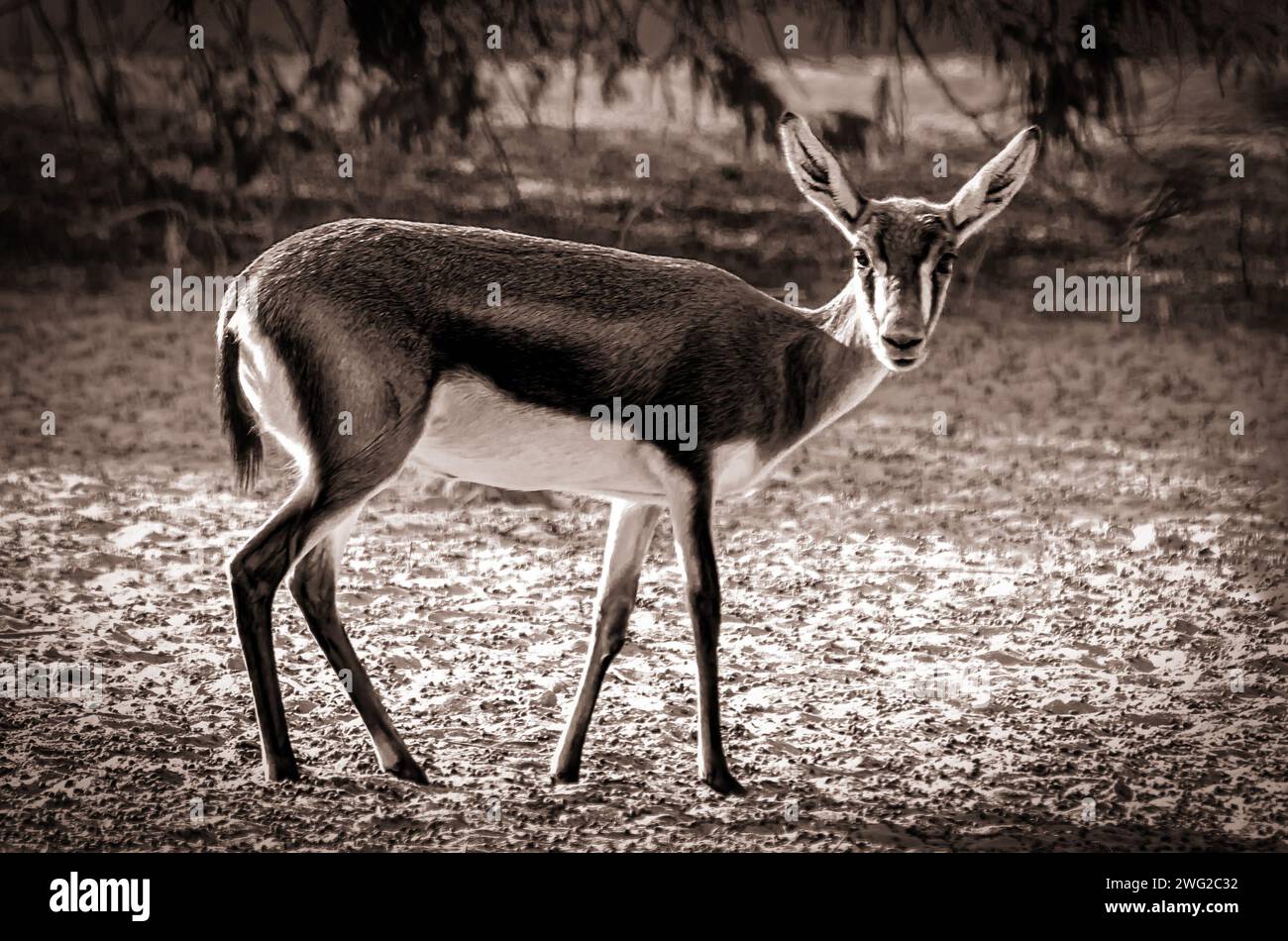 Gazelle au parc animalier Al Areen, Bahreïn Banque D'Images