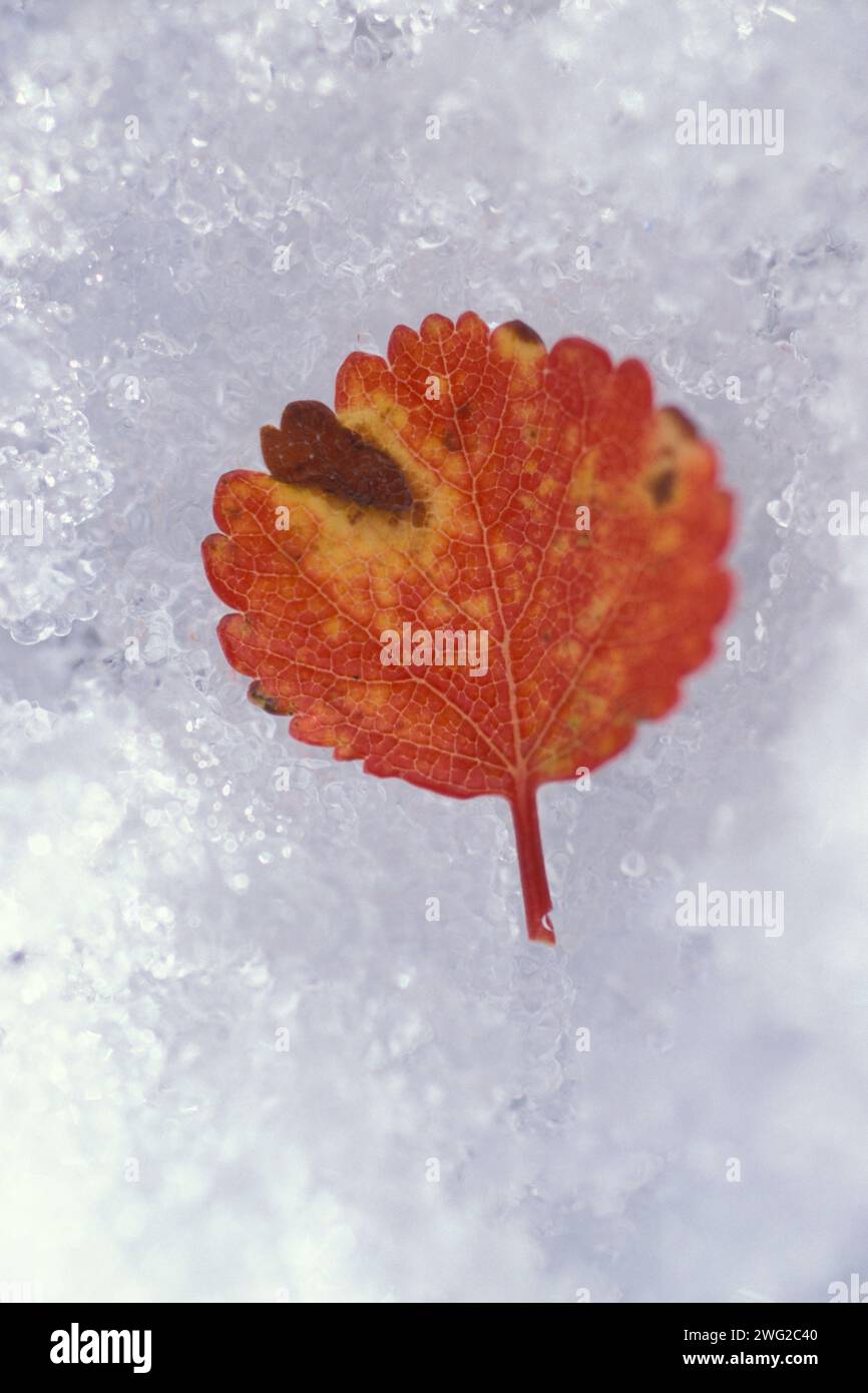 Bouleau nain, Betula nana, feuille sur glace, versant nord de la chaîne Brooks, Arctique central de l'Alaska Banque D'Images