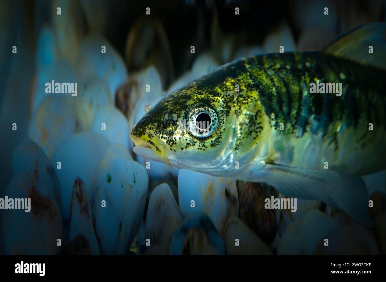 Gros plan photographiant de petits poissons d'aquarium Banque D'Images