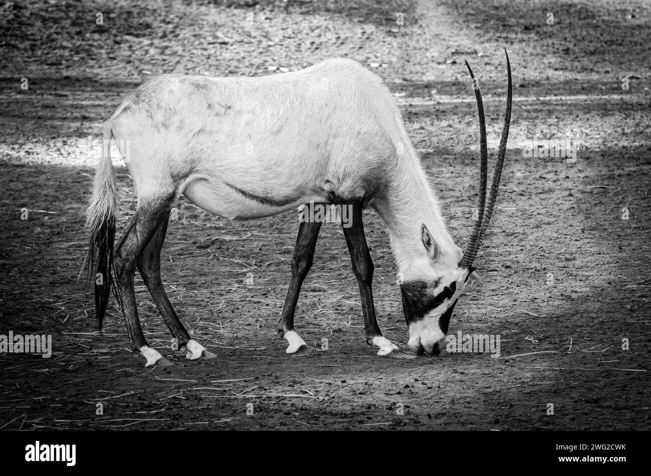 Oryx arabe au parc sauvage Al Areen, Bahreïn Banque D'Images
