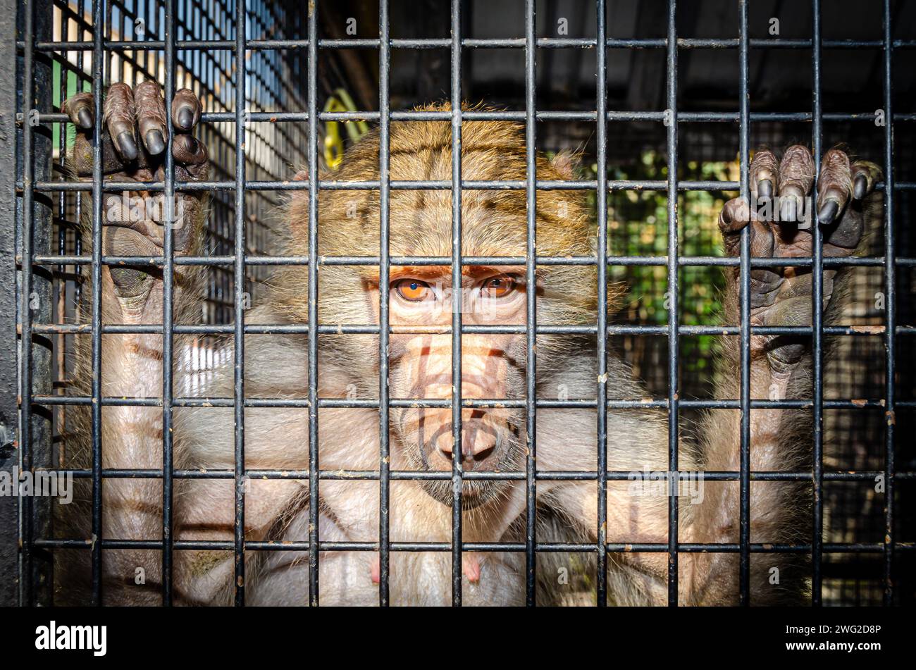 Gros plan photo d'un singe à la ferme Tasneem, Bahreïn Banque D'Images