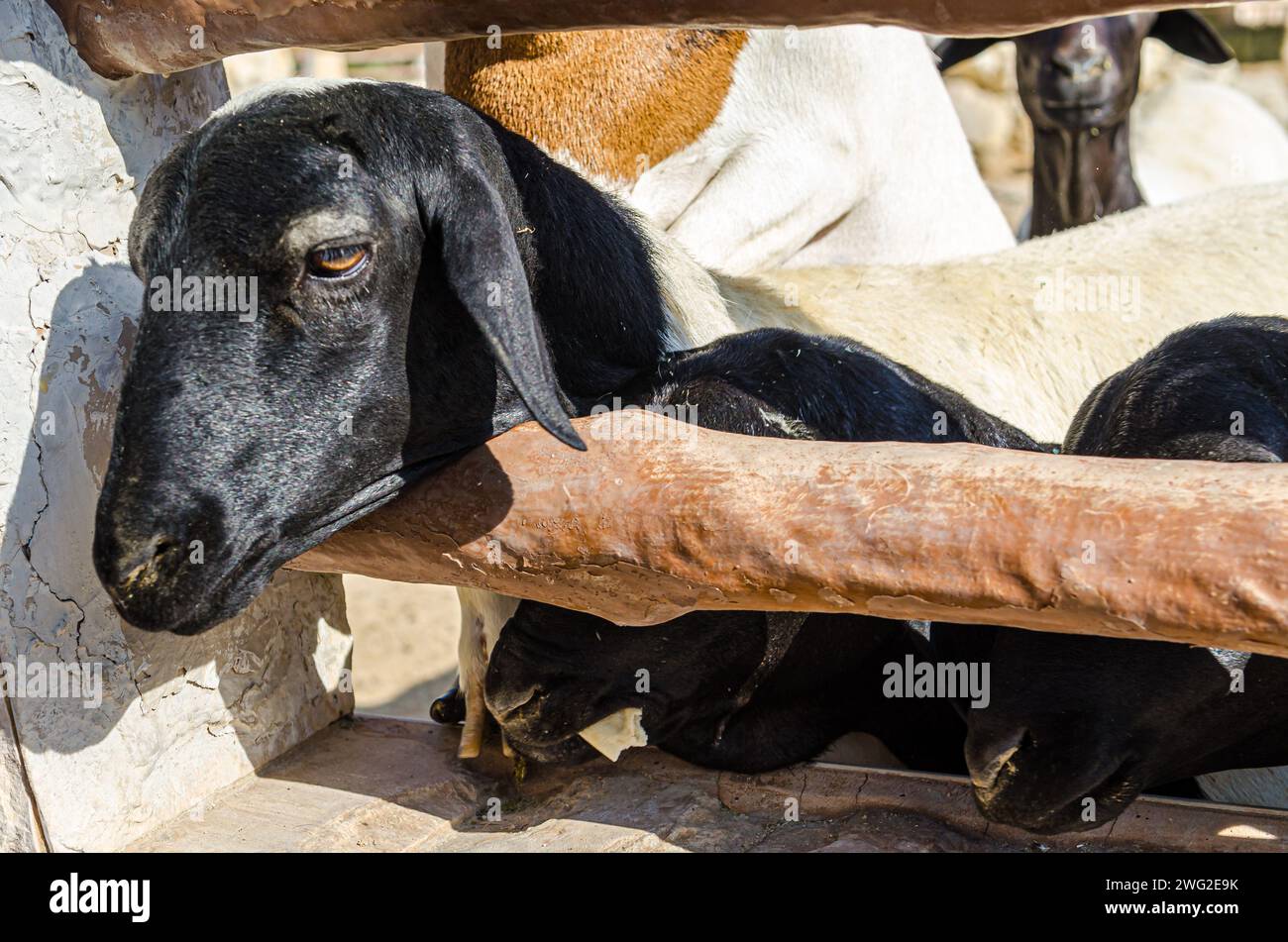 Moutons au parc animalier Al Areen, Bahreïn Banque D'Images