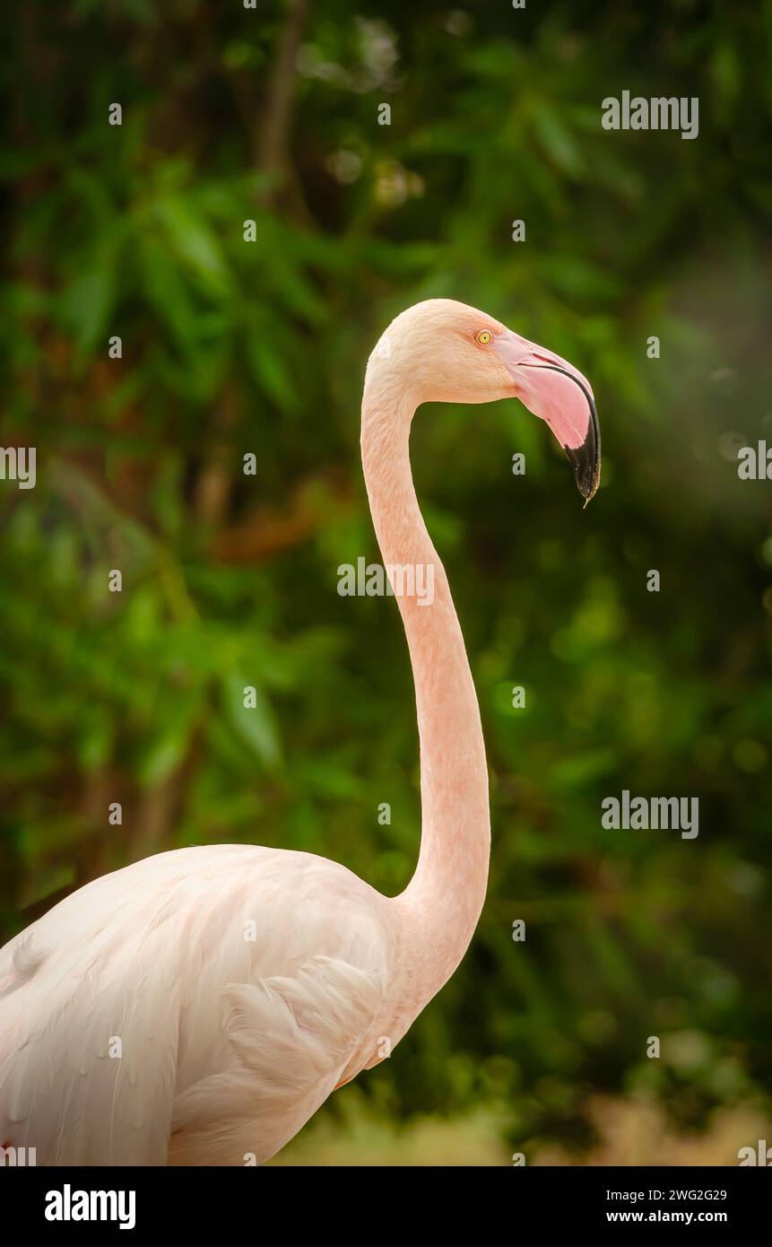 Flamingo au parc animalier Al Areen, Bahreïn Banque D'Images