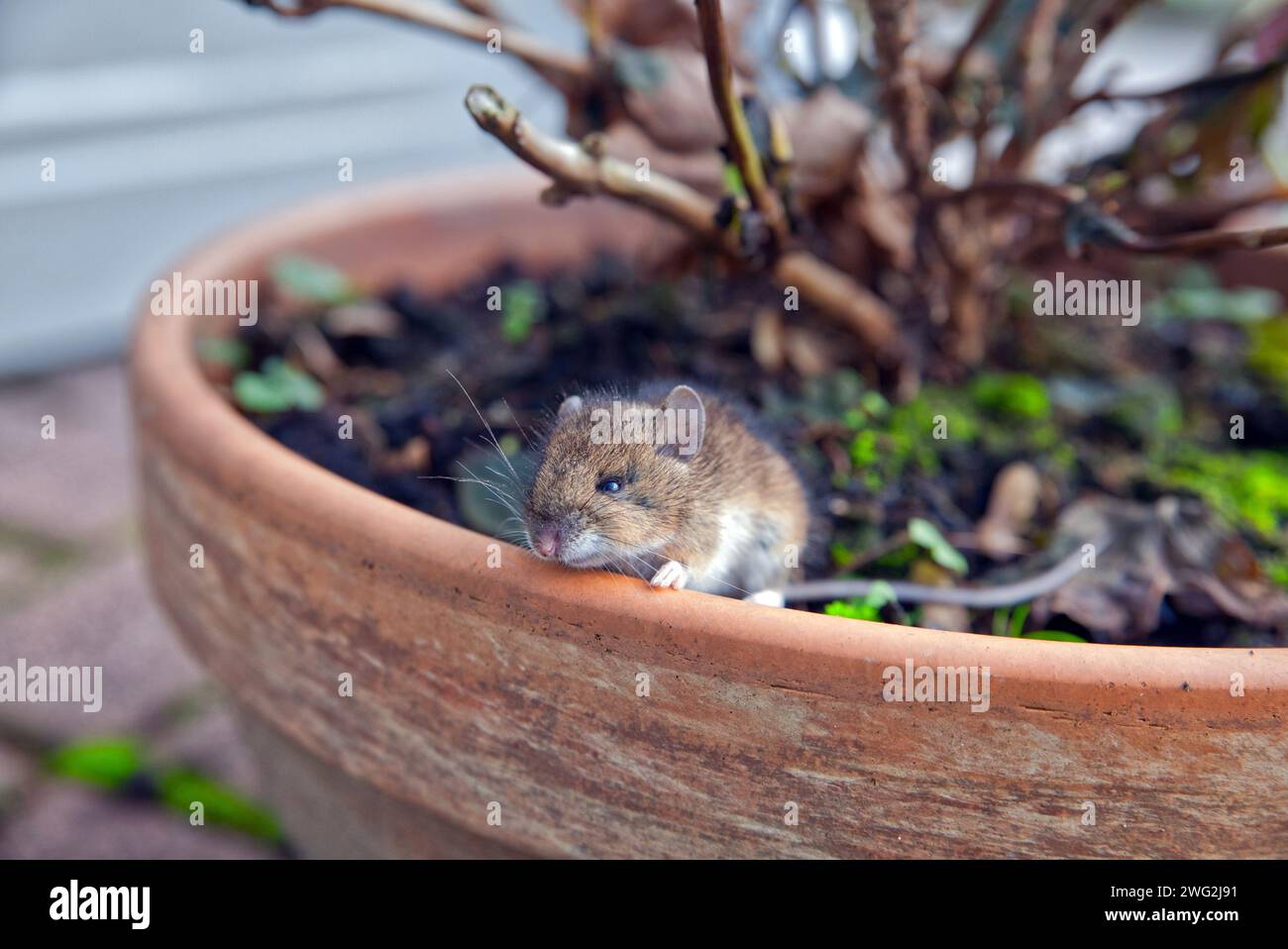 souris maison regardant à côté d'un pot de fleur Banque D'Images