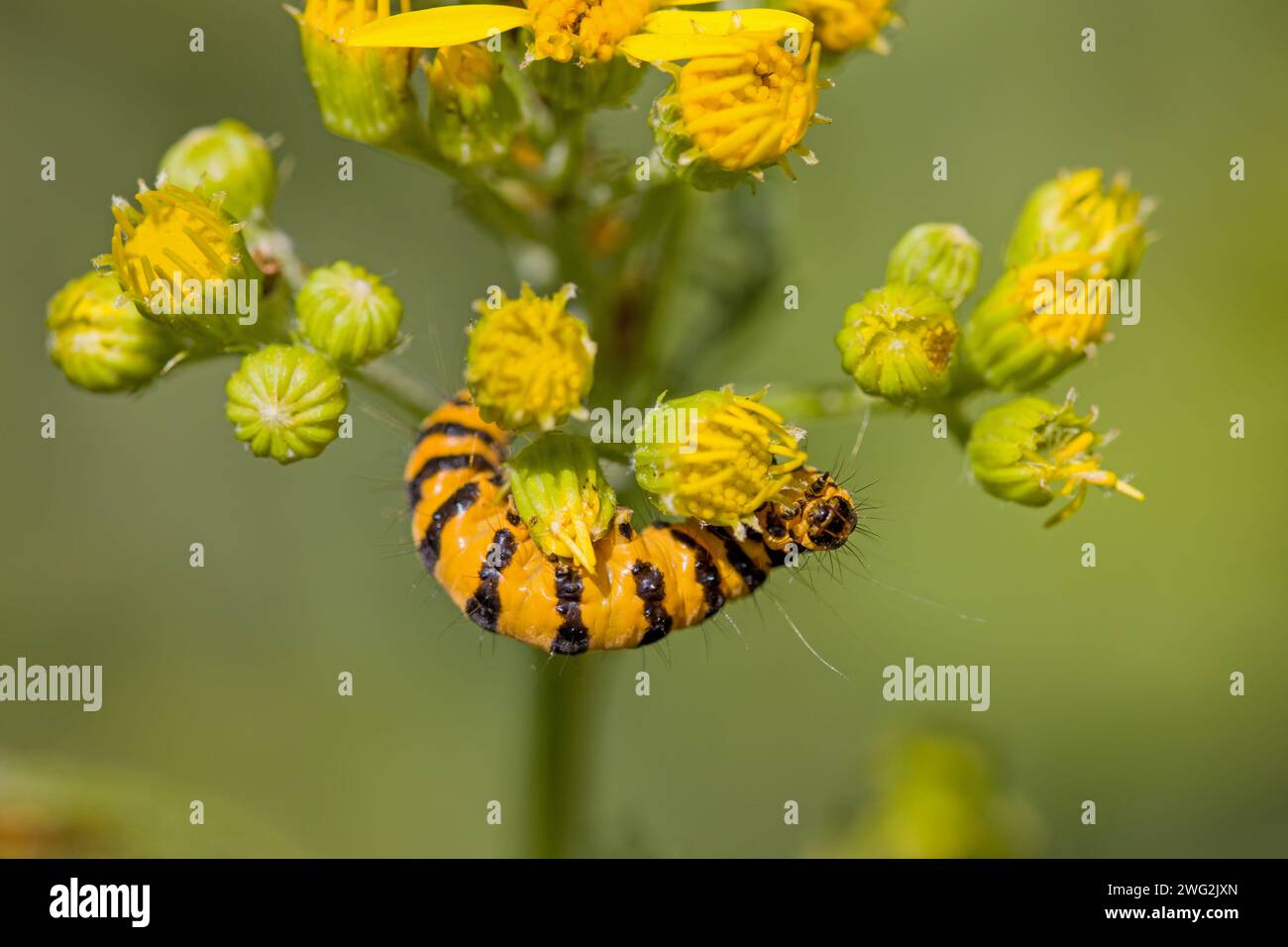 la chenille noire jaune de la teigne du cinabre se nourrissant d'une plante d'amarrage Banque D'Images la chenille noire jaune de la teigne du cinabre se nourrissant d'une plante d'amarrage Banque D'Images