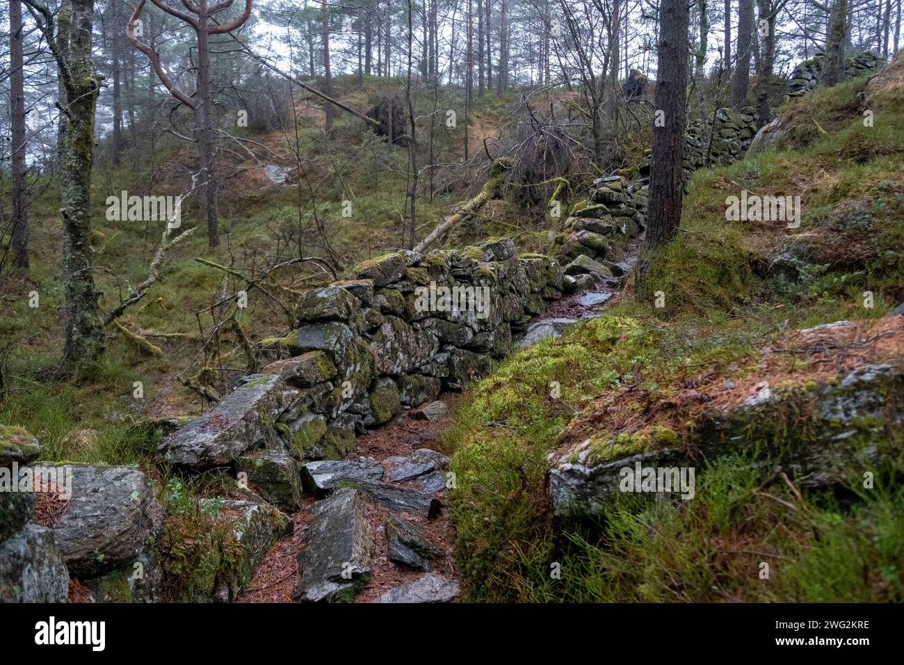 Mur de pierre moussue dans une forêt sur Askøy, près de Bergen, Norvège Banque D'Images