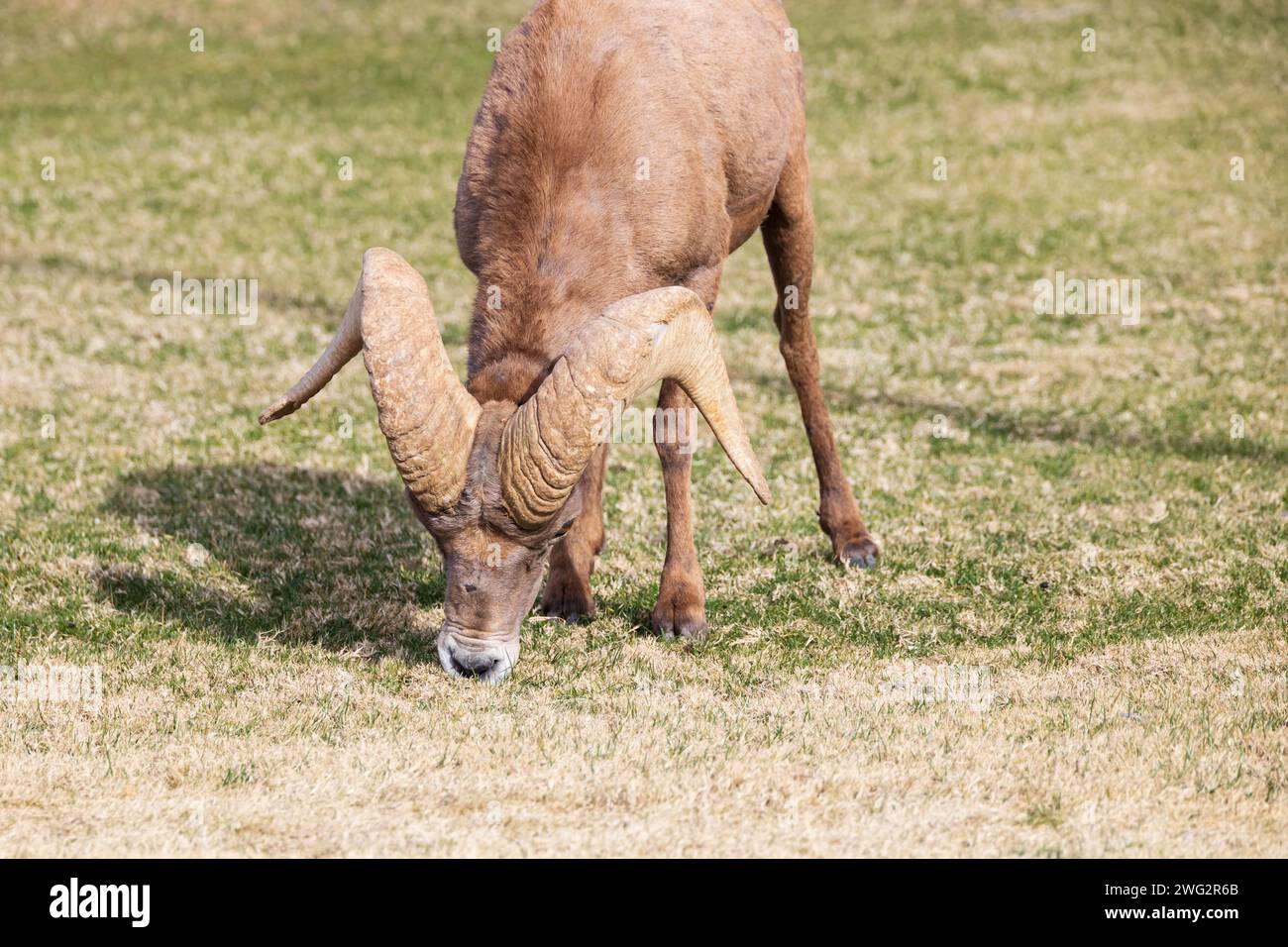 Le mouton Bighorn de près comme il pèle sur un flanc de montagne en pente Banque D'Images