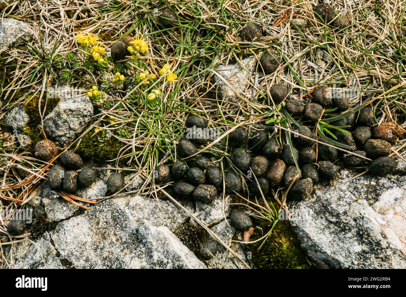 Fientes de chamois, galets et fleurs sauvages, aiguilles de baulmes, jura suisse Banque D'Images