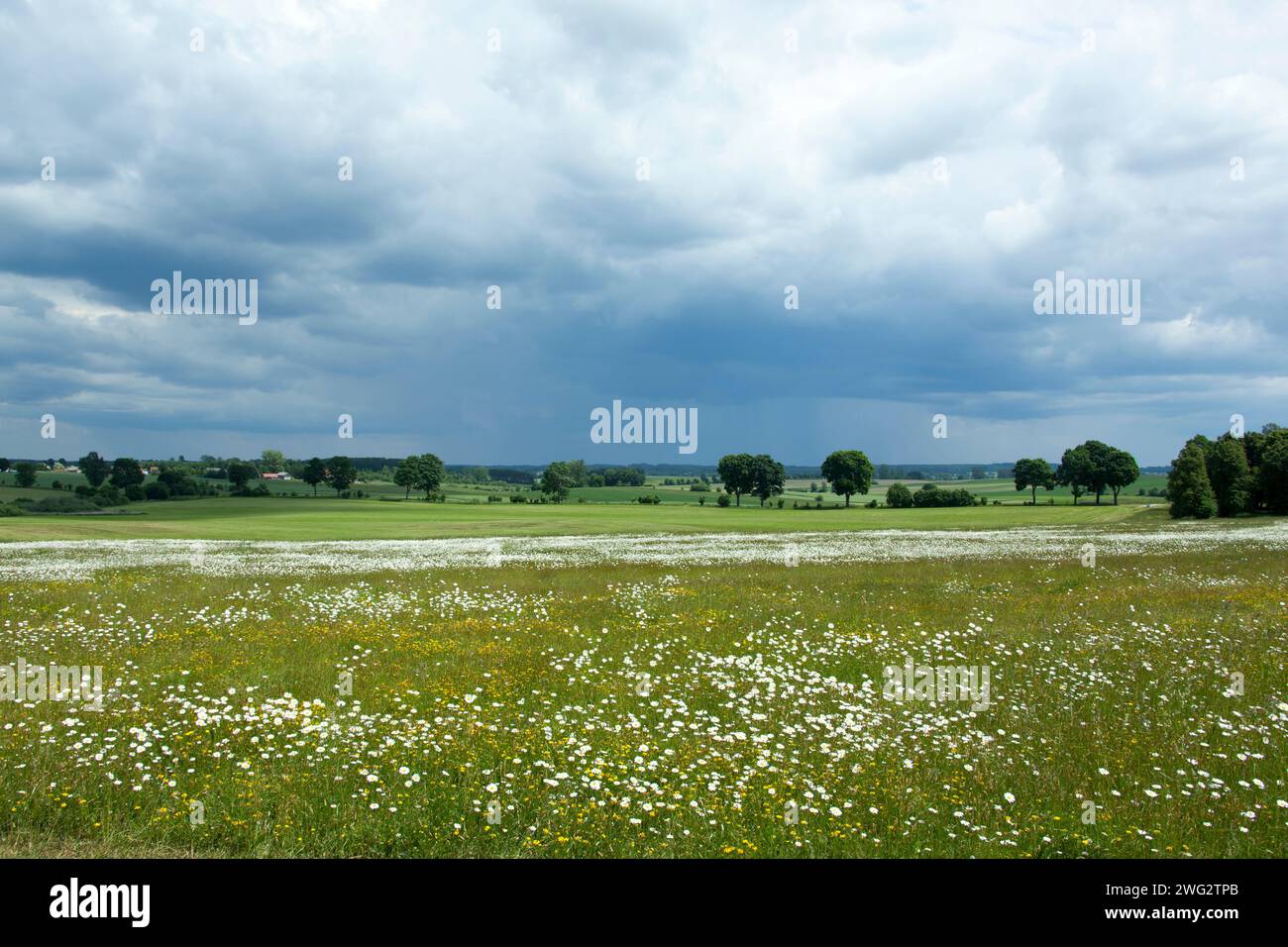 La vue panoramique du ciel pluvieux sur la prairie où la bataille de Grunwald a eu lieu en 1410 (Grunwald, Pologne). Banque D'Images