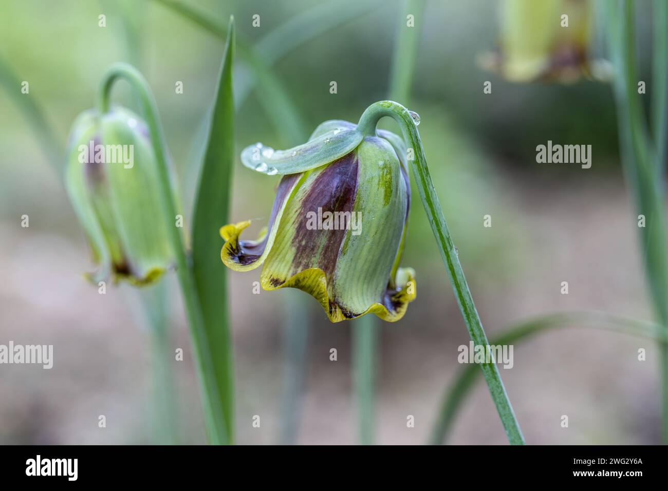 Fritillaria acmopetala, le fritillaire à pétales pointus fleurissent au printemps dans le jardin par une journée ensoleillée Banque D'Images