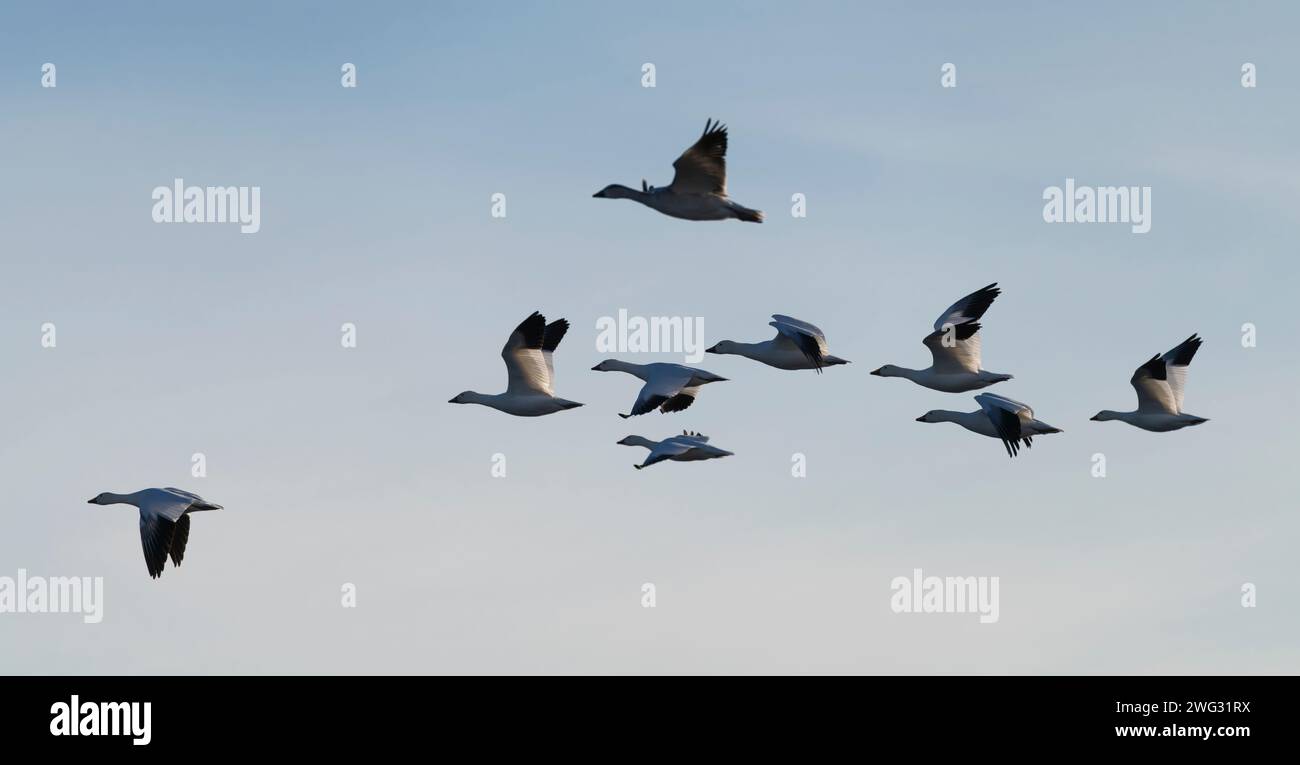Un troupeau d'oies des neiges (Anser caerulescens) survolant Bosque del Apache National Wildlife refuge au Nouveau-Mexique. Banque D'Images