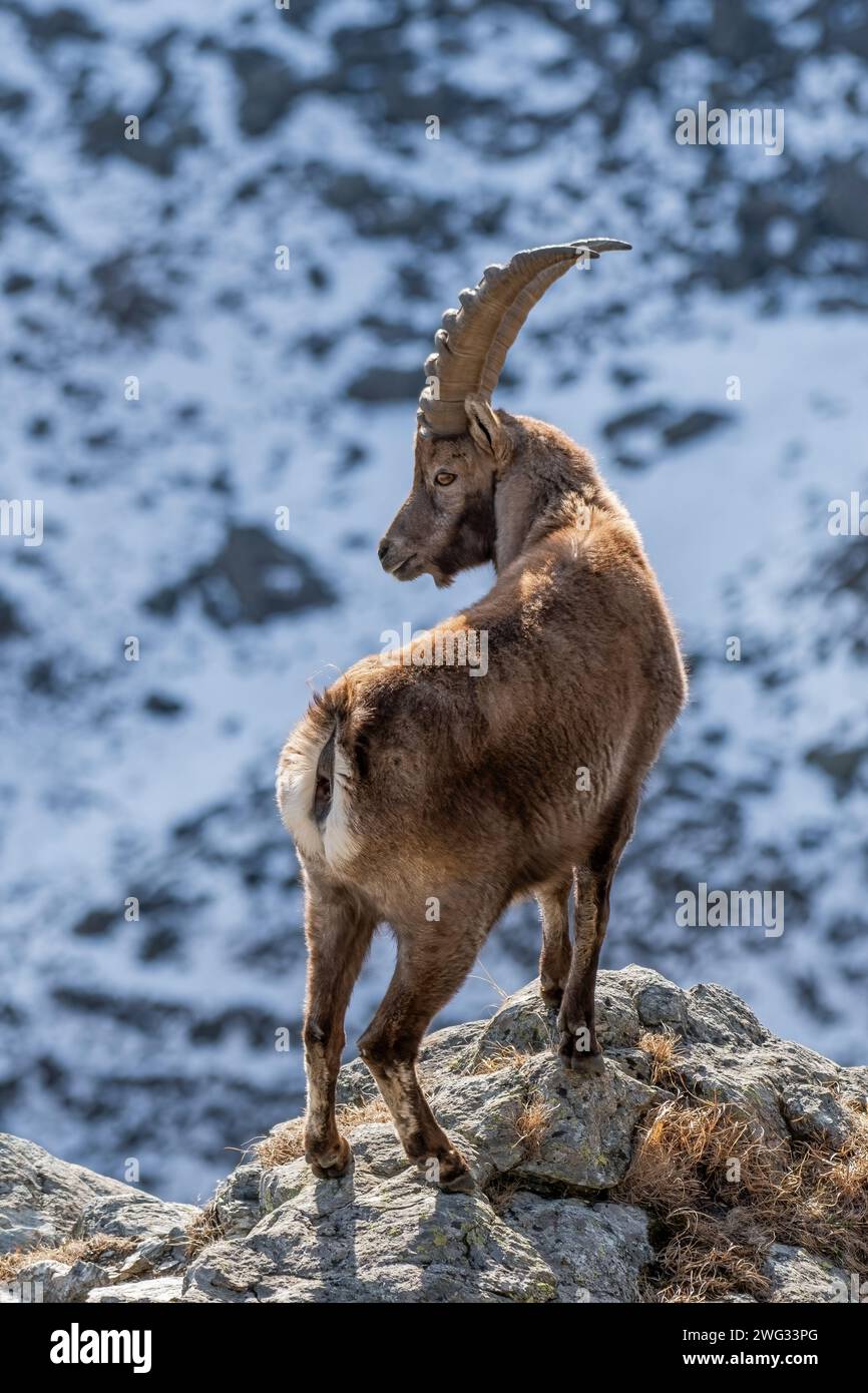 Bouquetin alpin mâle (Caprex) face à une falaise incroyablement raide sur fond de pentes enneigées, Alpes, Italie. Chèvre de montagne sauvage dans son habitat. Banque D'Images