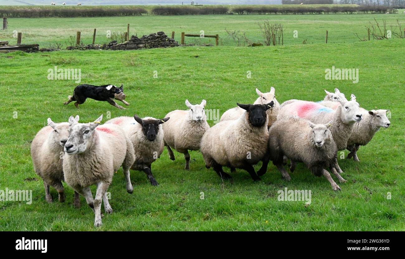 Un groupe de moutons courant ensemble dans une prairie luxuriante Banque D'Images