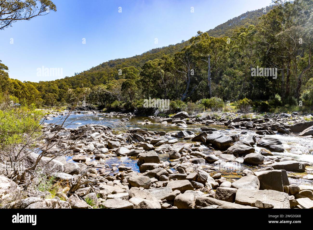 Snowy River dans le parc national de Kosciusko, Nouvelle-Galles du Sud, Australie sur une journée d'été en 2024 avec des gommiers des neiges le long de la rive de la rivière Banque D'Images