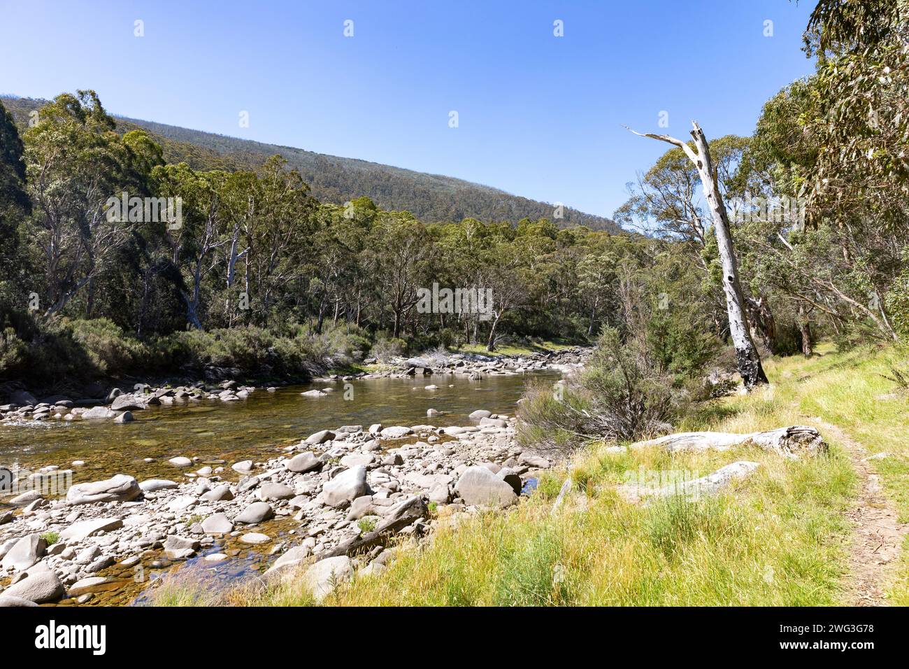 Snowy River dans le parc national de Kosciusko, Nouvelle-Galles du Sud, Australie sur une journée d'été en 2024 avec des gommiers des neiges le long de la rive de la rivière Banque D'Images