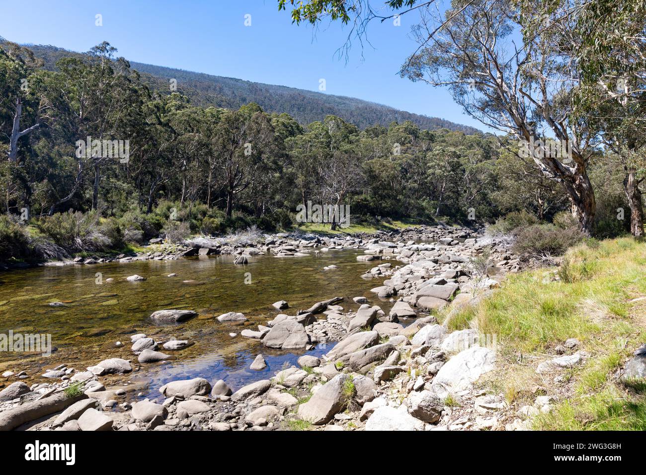 Snowy River dans le parc national de Kosciusko, Nouvelle-Galles du Sud, Australie sur une journée d'été en 2024 avec des gommiers des neiges le long de la rive de la rivière Banque D'Images