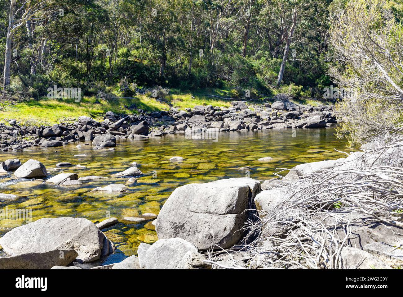 Snowy River dans le parc national de Kosciusko, Nouvelle-Galles du Sud, Australie sur une journée d'été en 2024 avec des gommiers des neiges le long de la rive de la rivière Banque D'Images