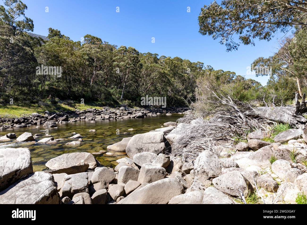 Snowy River dans le parc national de Kosciusko, Nouvelle-Galles du Sud, Australie sur une journée d'été en 2024 avec des gommiers des neiges le long de la rive de la rivière Banque D'Images