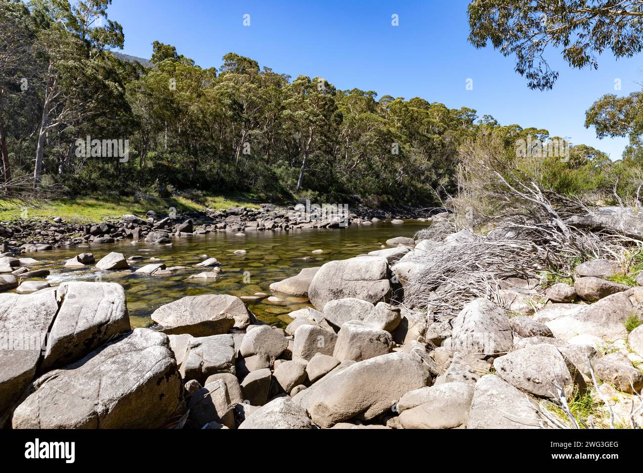 Snowy River dans le parc national de Kosciusko, Nouvelle-Galles du Sud, Australie sur une journée d'été en 2024 avec des gommiers des neiges le long de la rive de la rivière Banque D'Images
