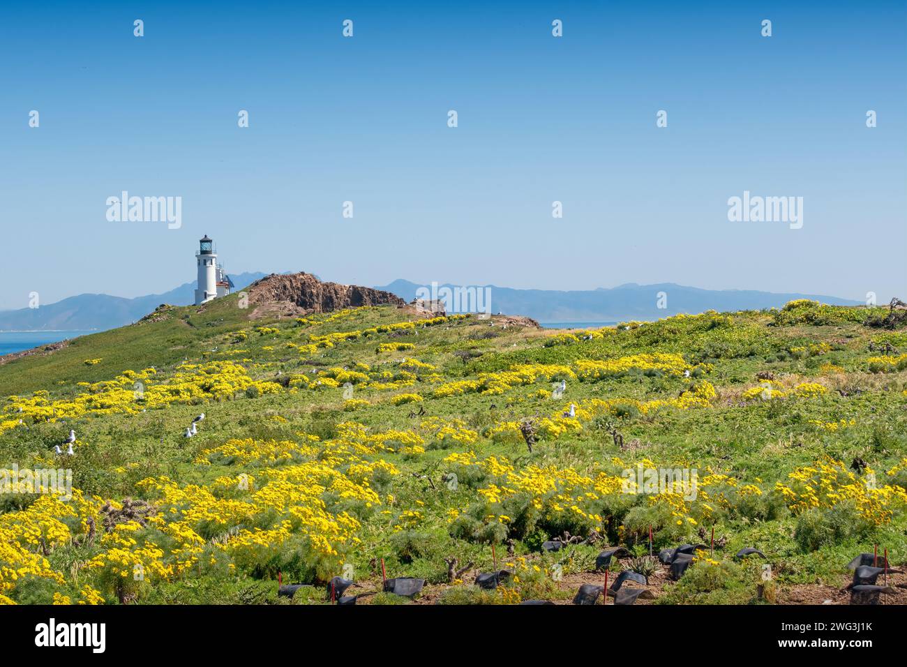 Paysage dans le parc national des îles Anglo-Normandes, île d'Anacapa, Californie, États-Unis Banque D'Images
