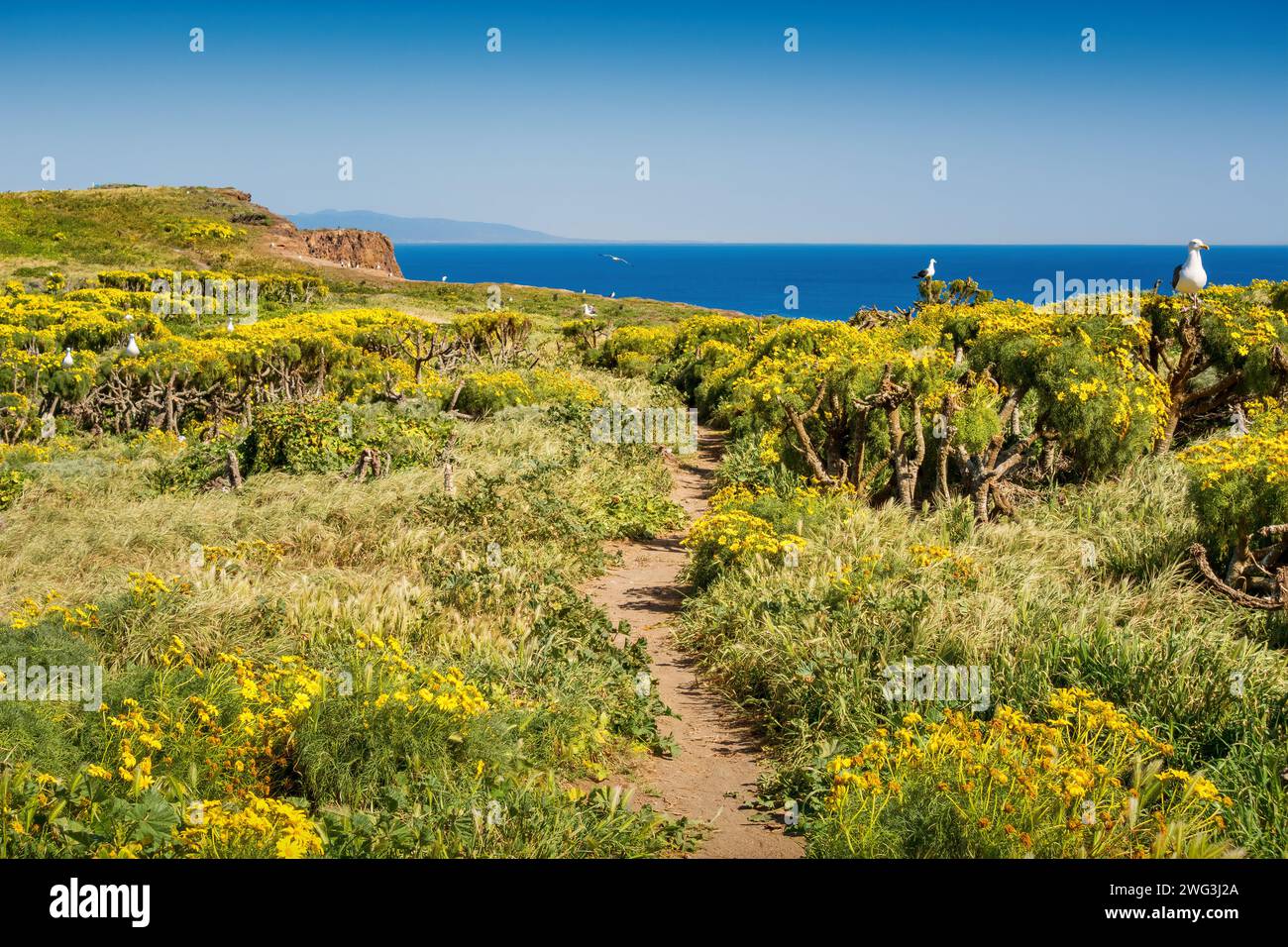 Paysage dans le parc national des îles Anglo-Normandes, île d'Anacapa, Californie, États-Unis Banque D'Images