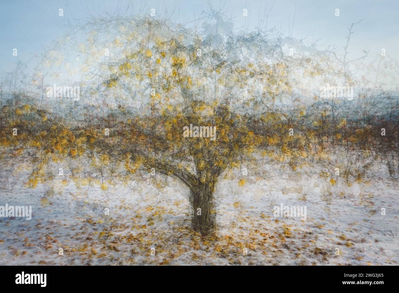 Pommes jaunes sur l'arbre et sur le sol enneigé dans le verger de Washington. Image en exposition multiple (ME) prise dans le style « en rond » de Pep Ventosa. Banque D'Images