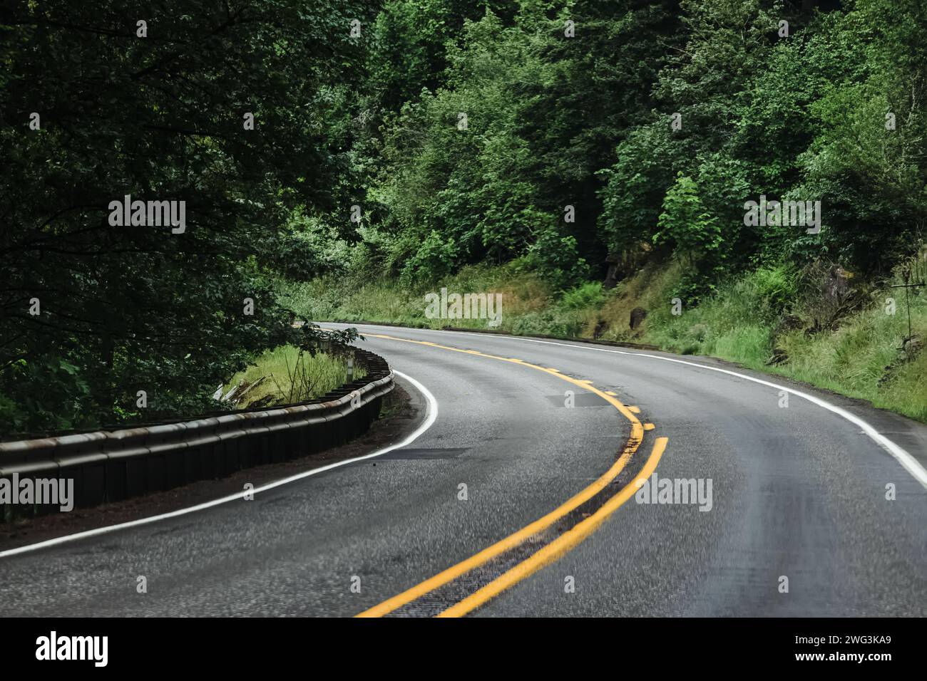 Route sans voitures à travers la forêt le jour nuageux. Banque D'Images