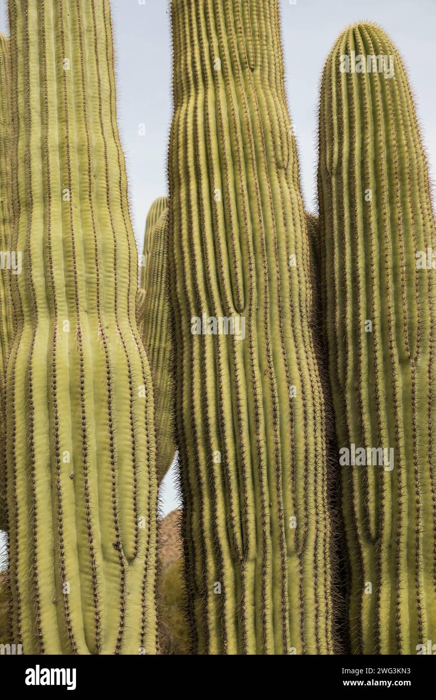 Gros plan du cactus Saguaro au parc national Saguaro, Arizona Banque D'Images