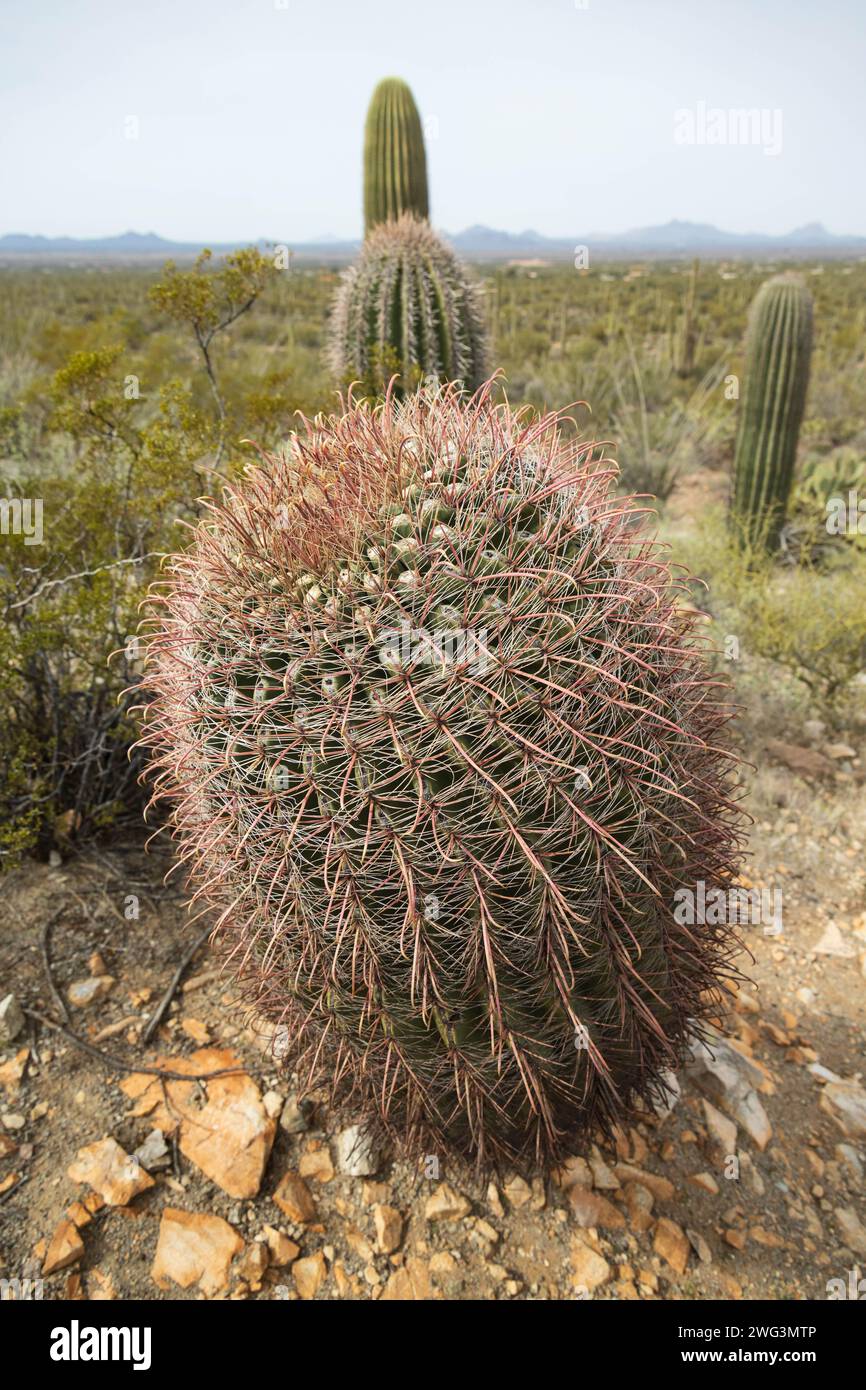 Gros plan de cactus en fût d'hameçon Banque D'Images