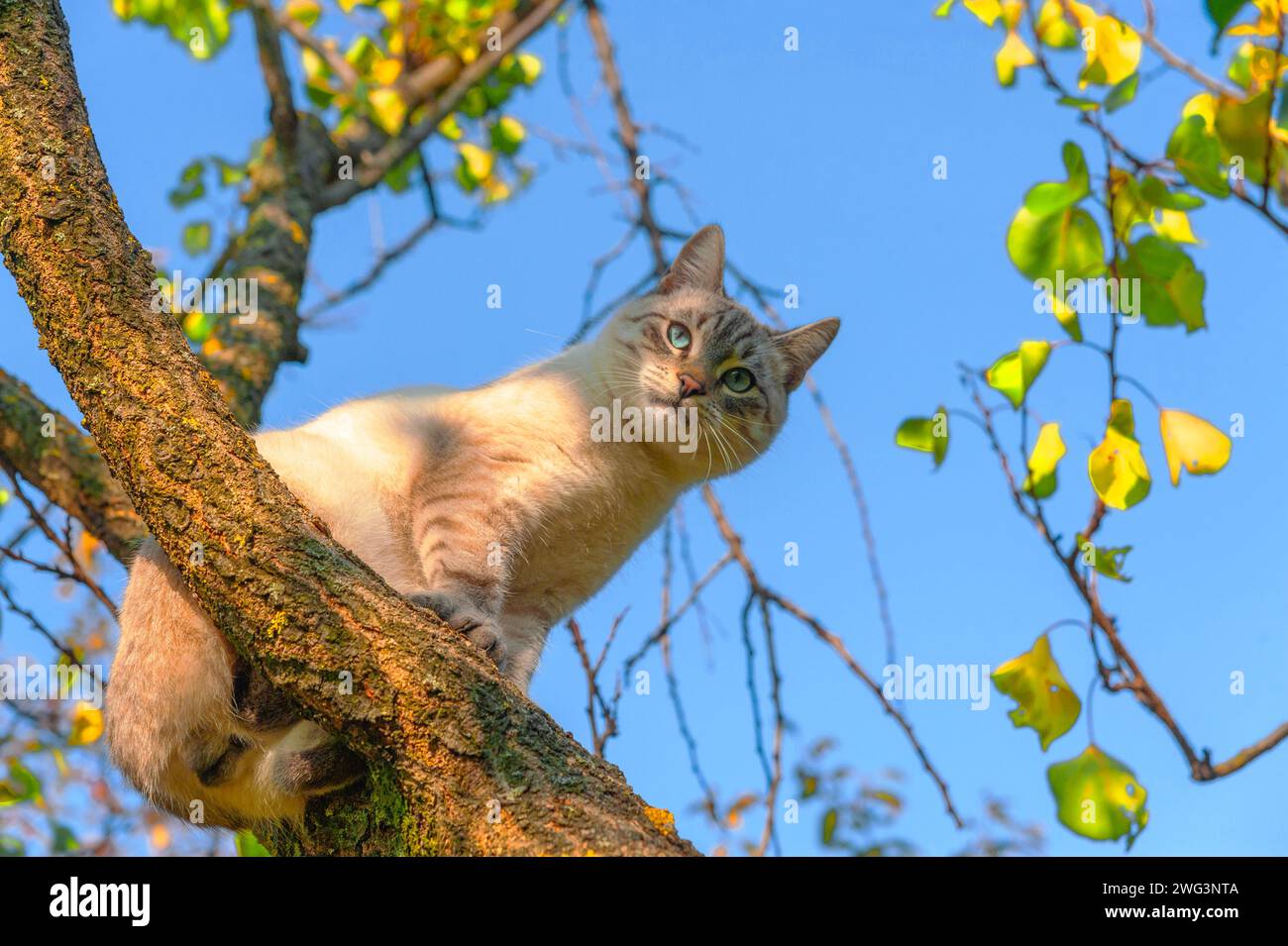 Un jeune chat crème avec des yeux verts et des rayures grises sur son visage est assis sur un arbre contre un ciel bleu Banque D'Images