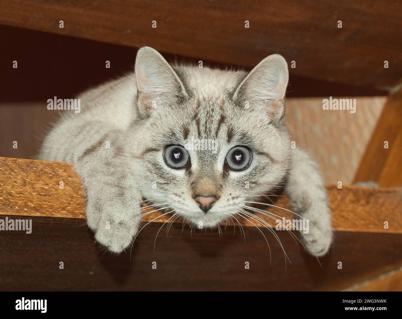 Collant sa tête sous le placard, le chat ouvrit les yeux grand surprise quand il vit une petite souris. Banque D'Images