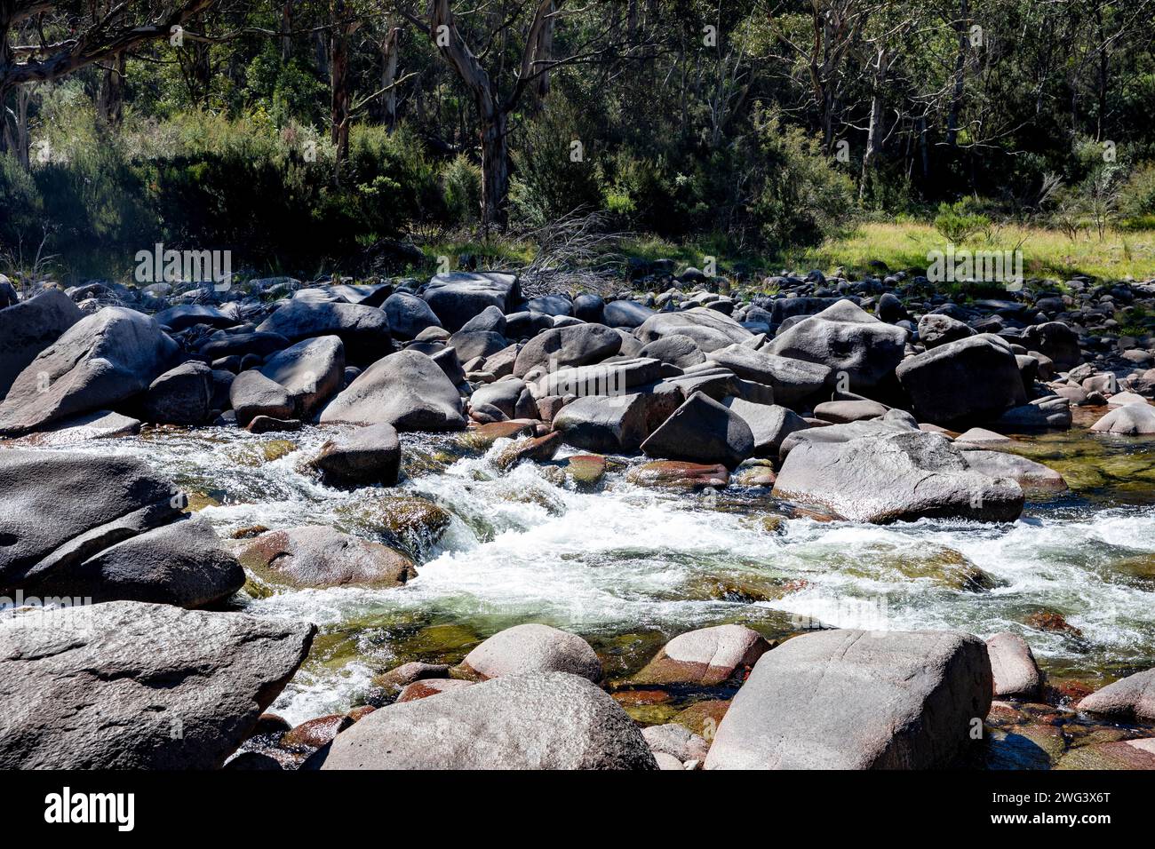 Snowy River dans le parc national de Kosciusko, Nouvelle-Galles du Sud, Australie sur une journée d'été en 2024 avec des gommiers des neiges le long de la rive de la rivière Banque D'Images