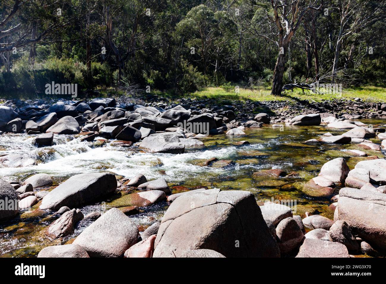 Snowy River dans le parc national de Kosciusko, Nouvelle-Galles du Sud, Australie sur une journée d'été en 2024 avec des gommiers des neiges le long de la rive de la rivière Banque D'Images
