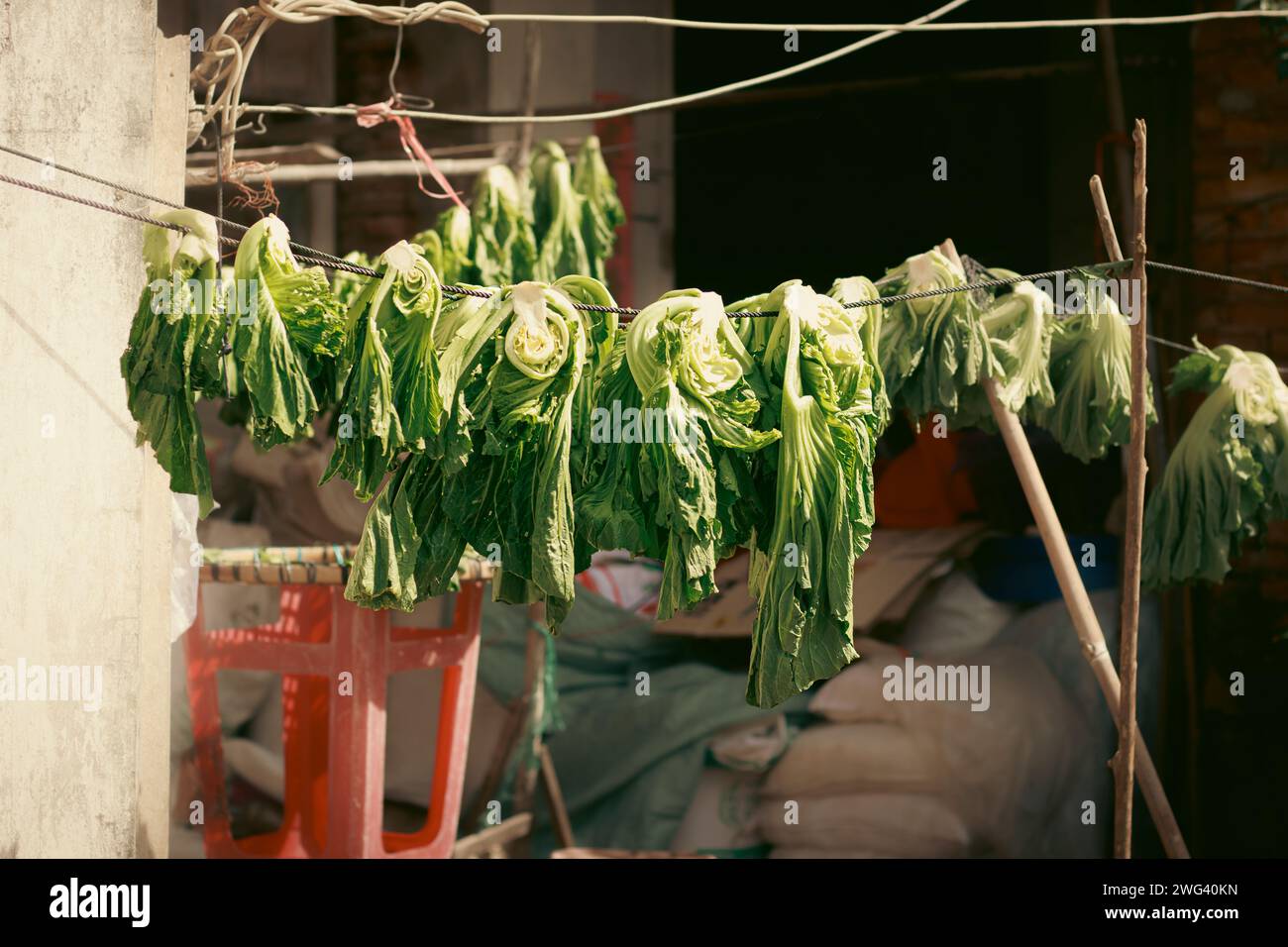 Brassica juncea ou moutarde à feuilles larges pendues pour sécher pour faire une moutarde traditionnelle khmère appelée Jrouk Spey ou Dua Cai. Vie quotidienne khmère Banque D'Images