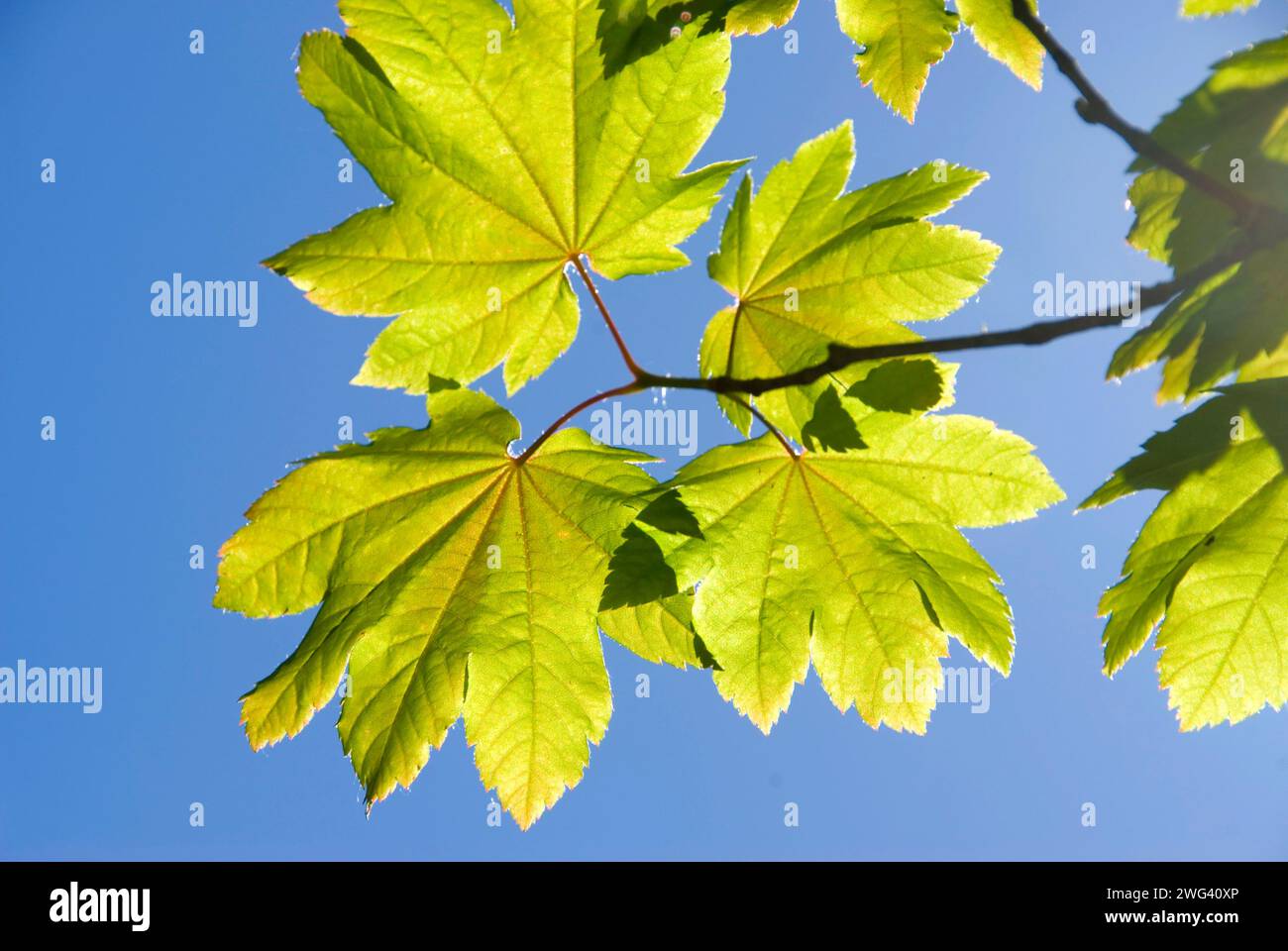 Vine maple leaf, Tucker County Park, Hood River Comté (Oregon) Banque D'Images